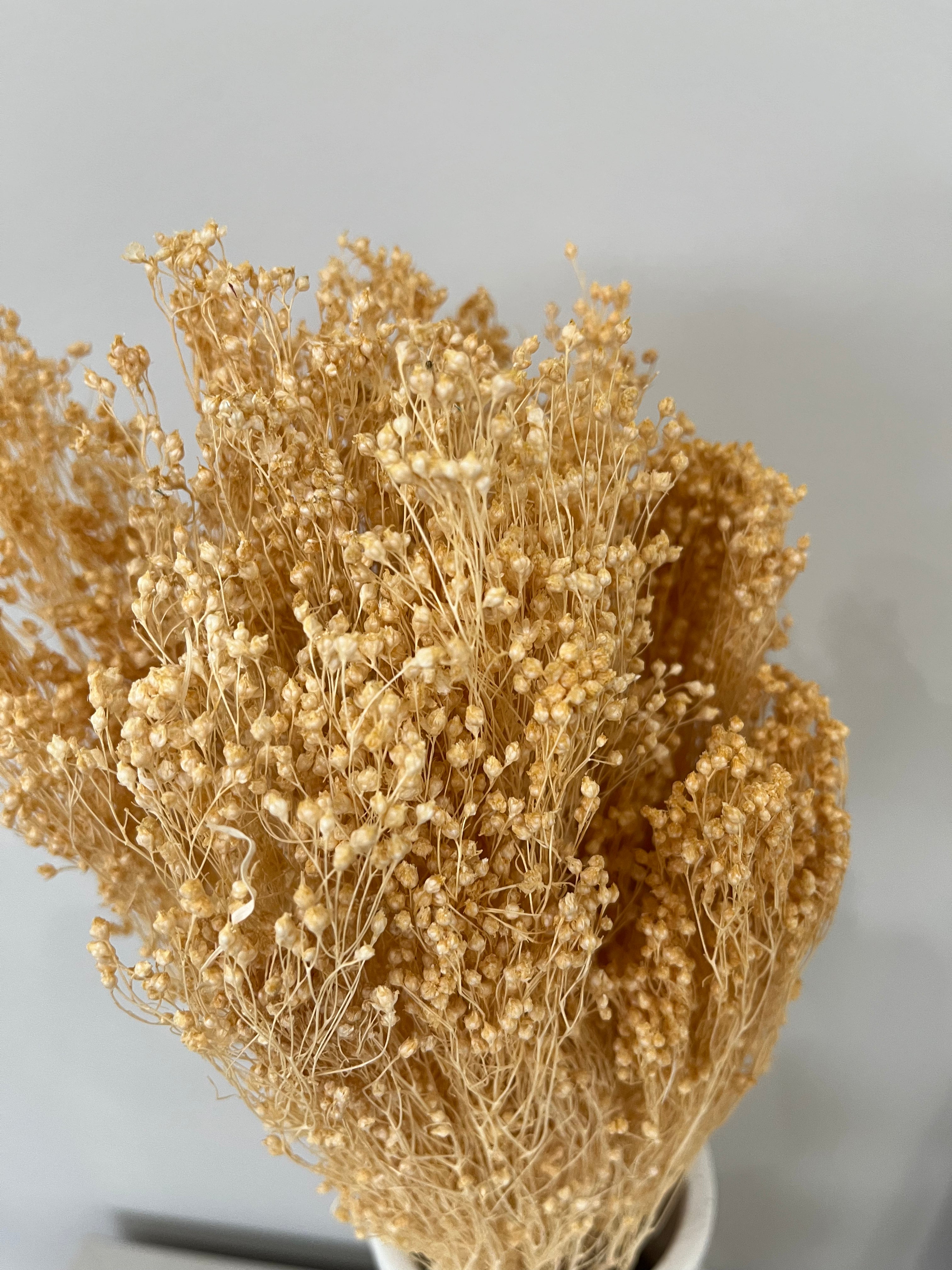 Broom Bloom - ein Bund