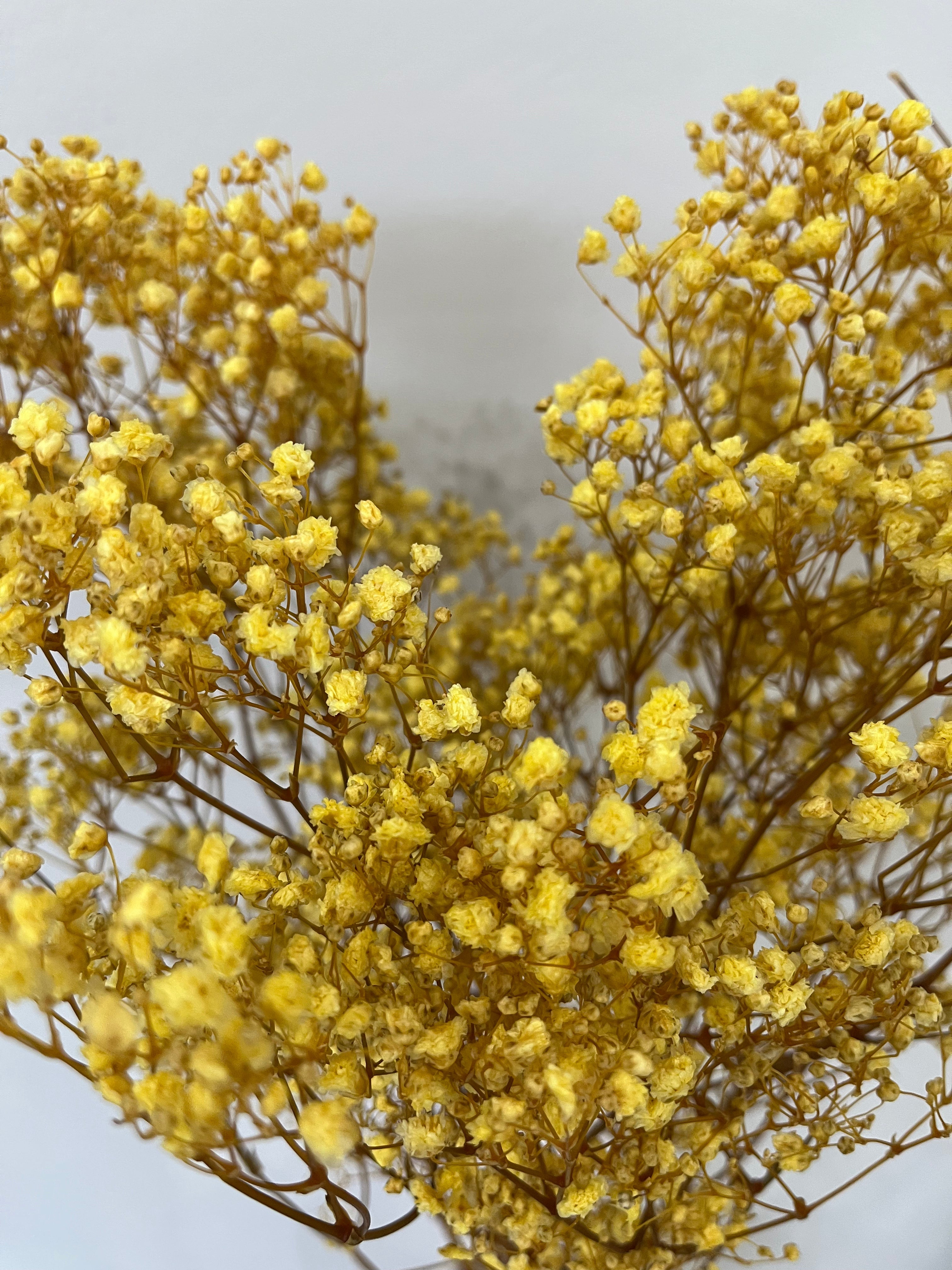 Gypsophilia | Schleierkraut: Ewige Schönheit für Deine Trockenblumensträuße und -kränze