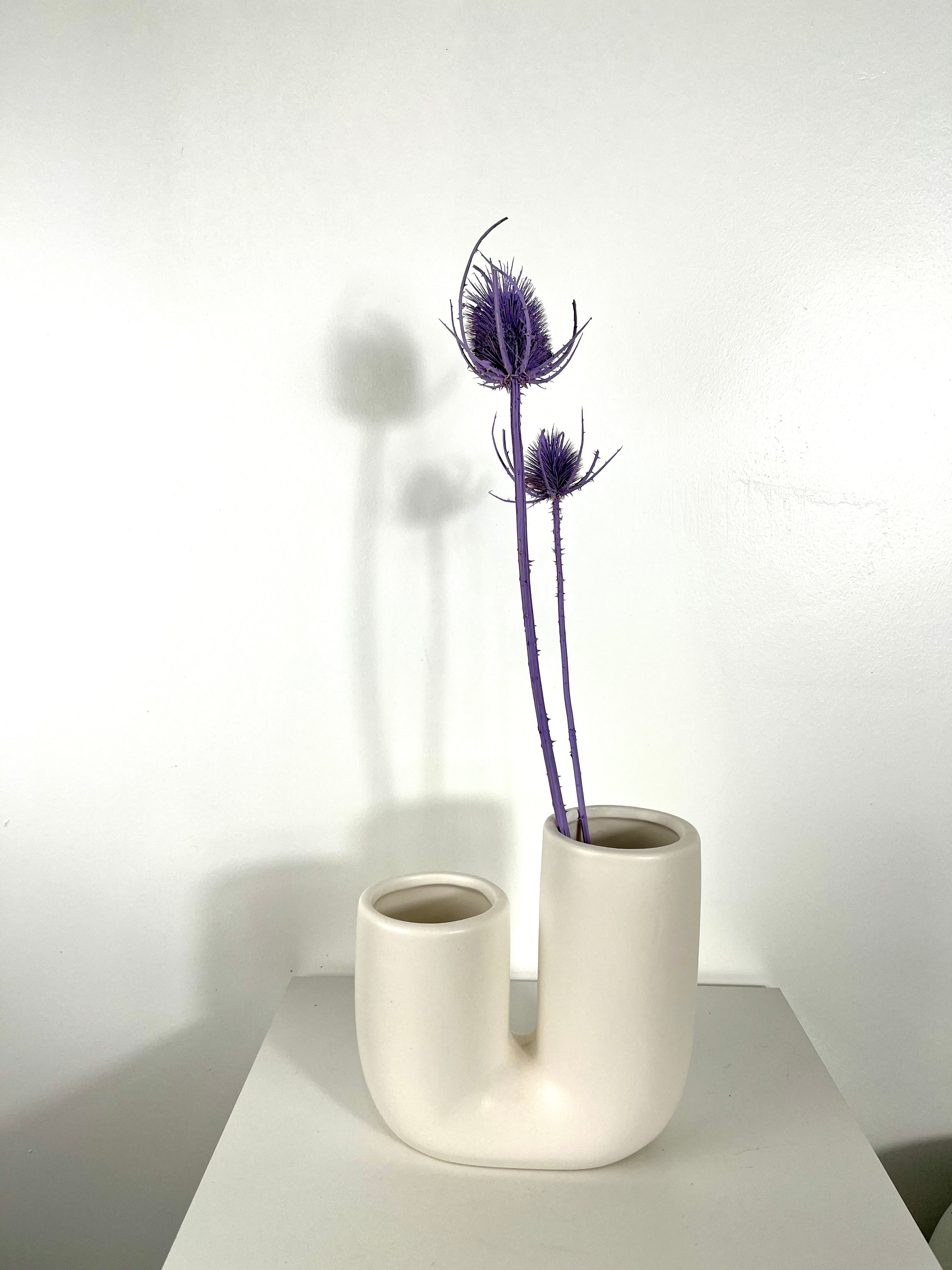 Getrocknete Distel - Cardi