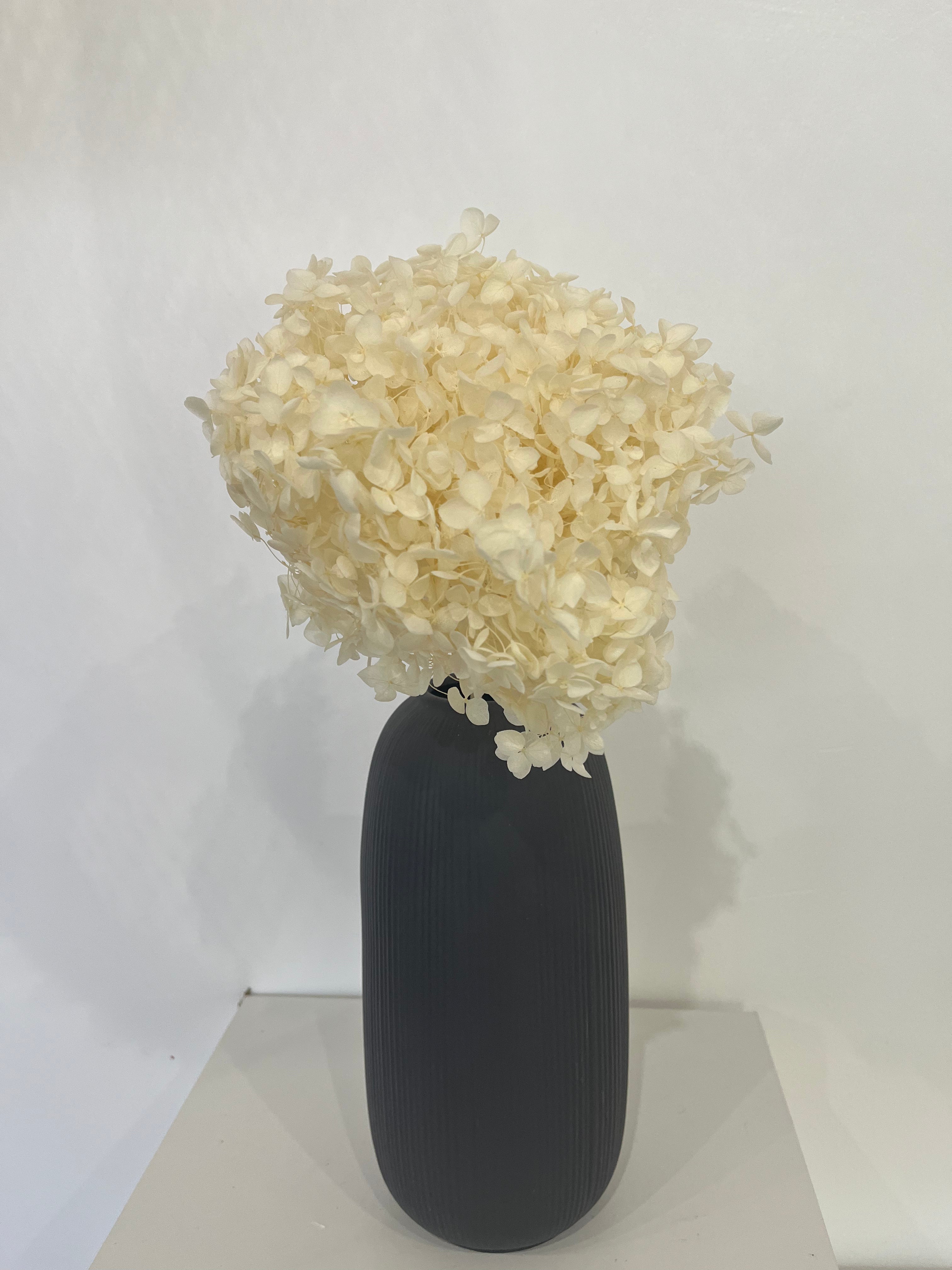 Rispenhortensie: Zeitlose Schönheit, konservierte Hortensien als perfekte Dekoration