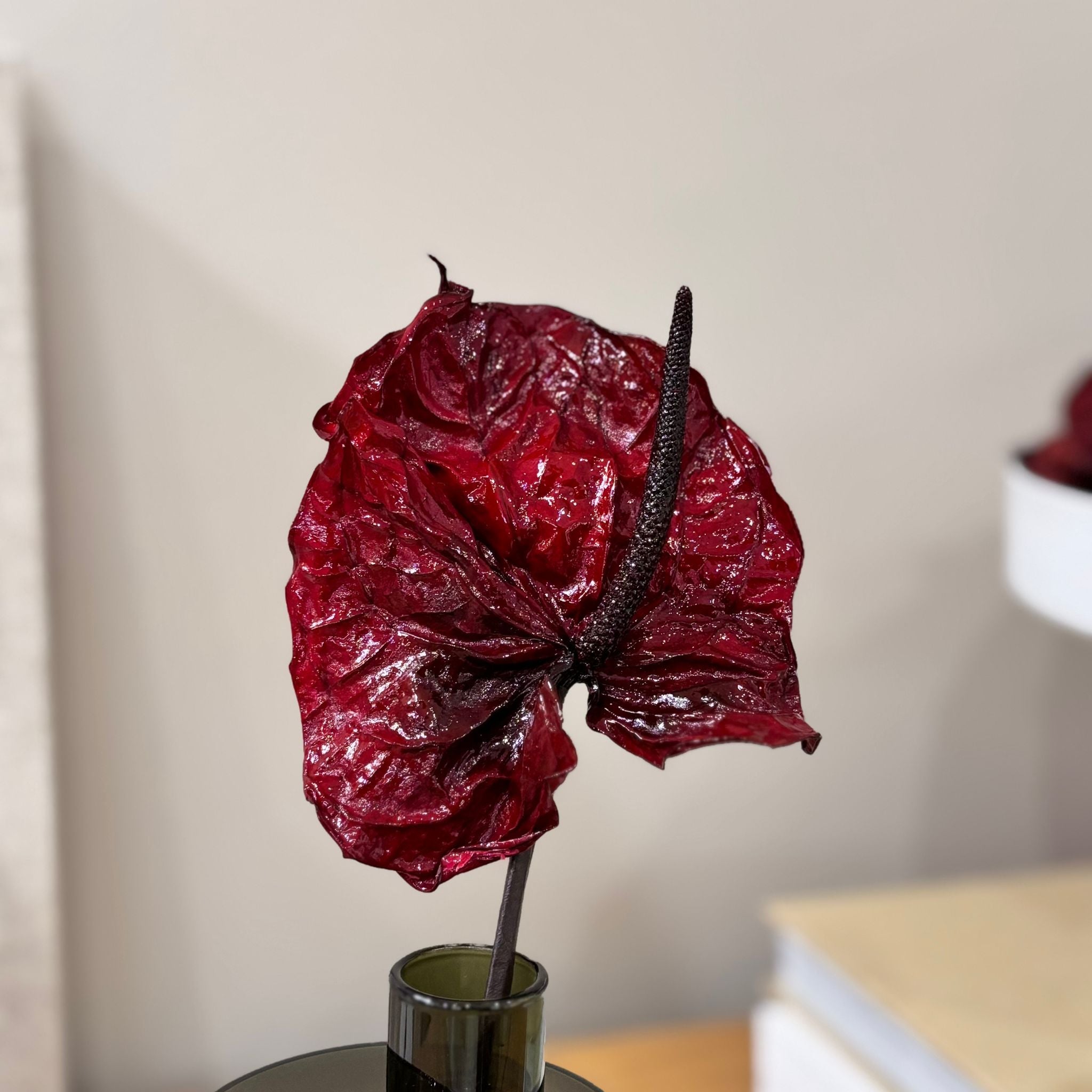 Anturie konserviert einzeln