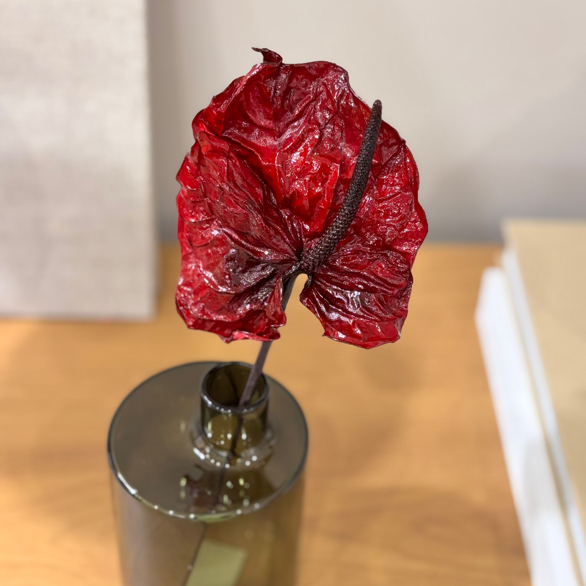 Anturie konserviert einzeln