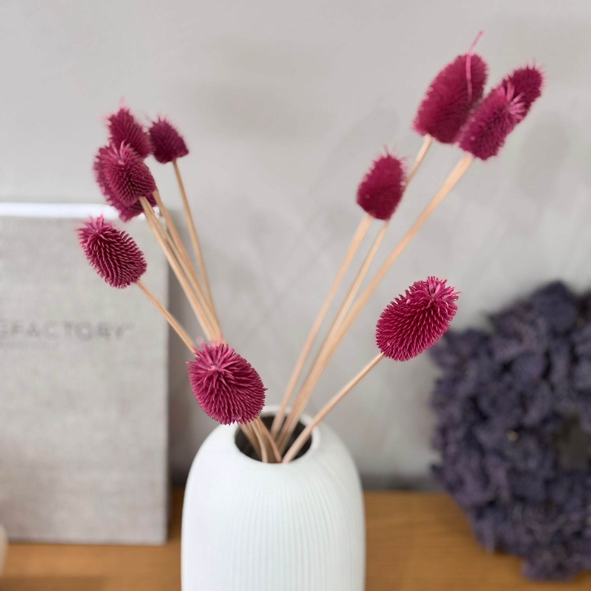 Getrocknete Distel - Cardi