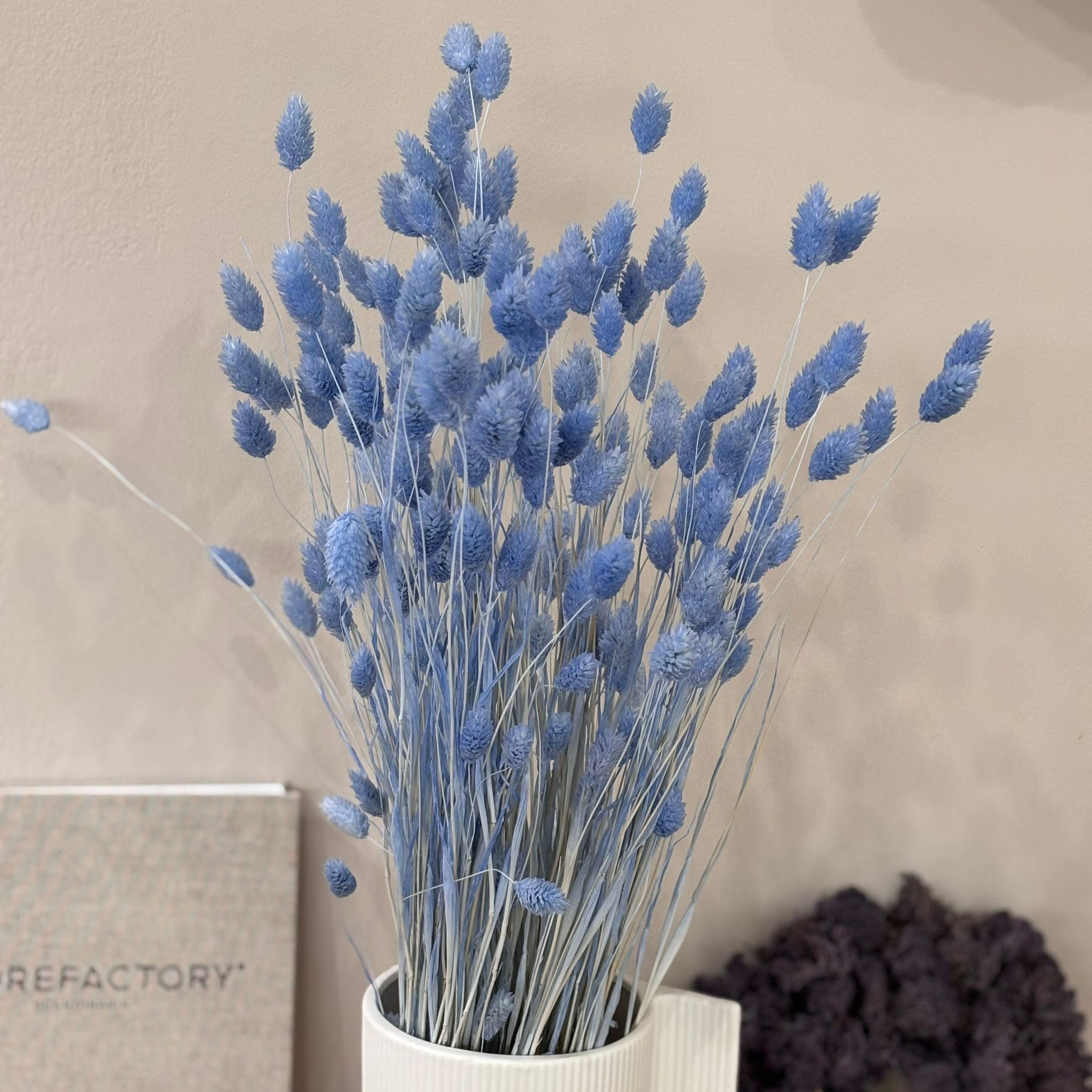 Phalaris I Kanariengras: Vielseitiger Allrounder für Deine Trockenblumen-Dekoration