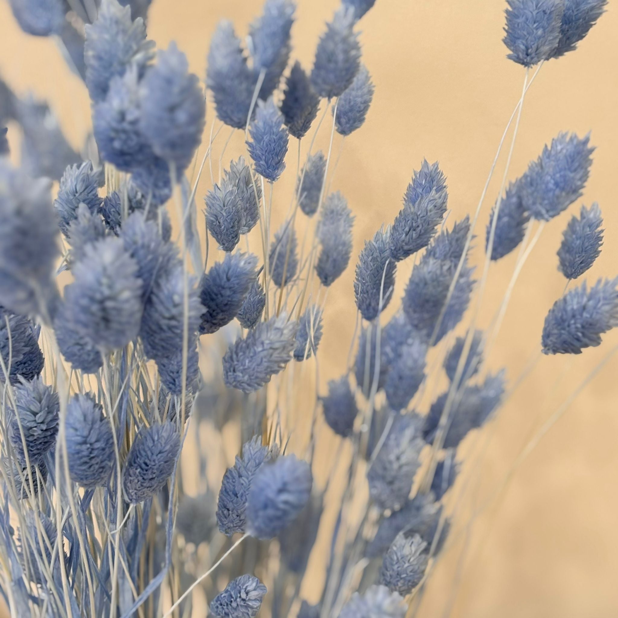 Phalaris I Kanariengras: Vielseitiger Allrounder für Deine Trockenblumen-Dekoration