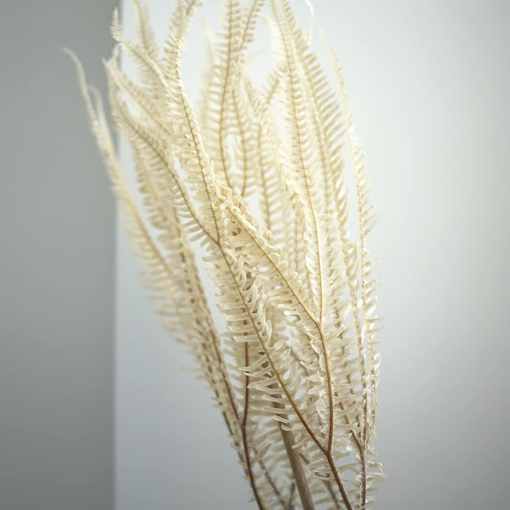 Konservierter Farn: Zauberhafte Momente für Dein Zuhause