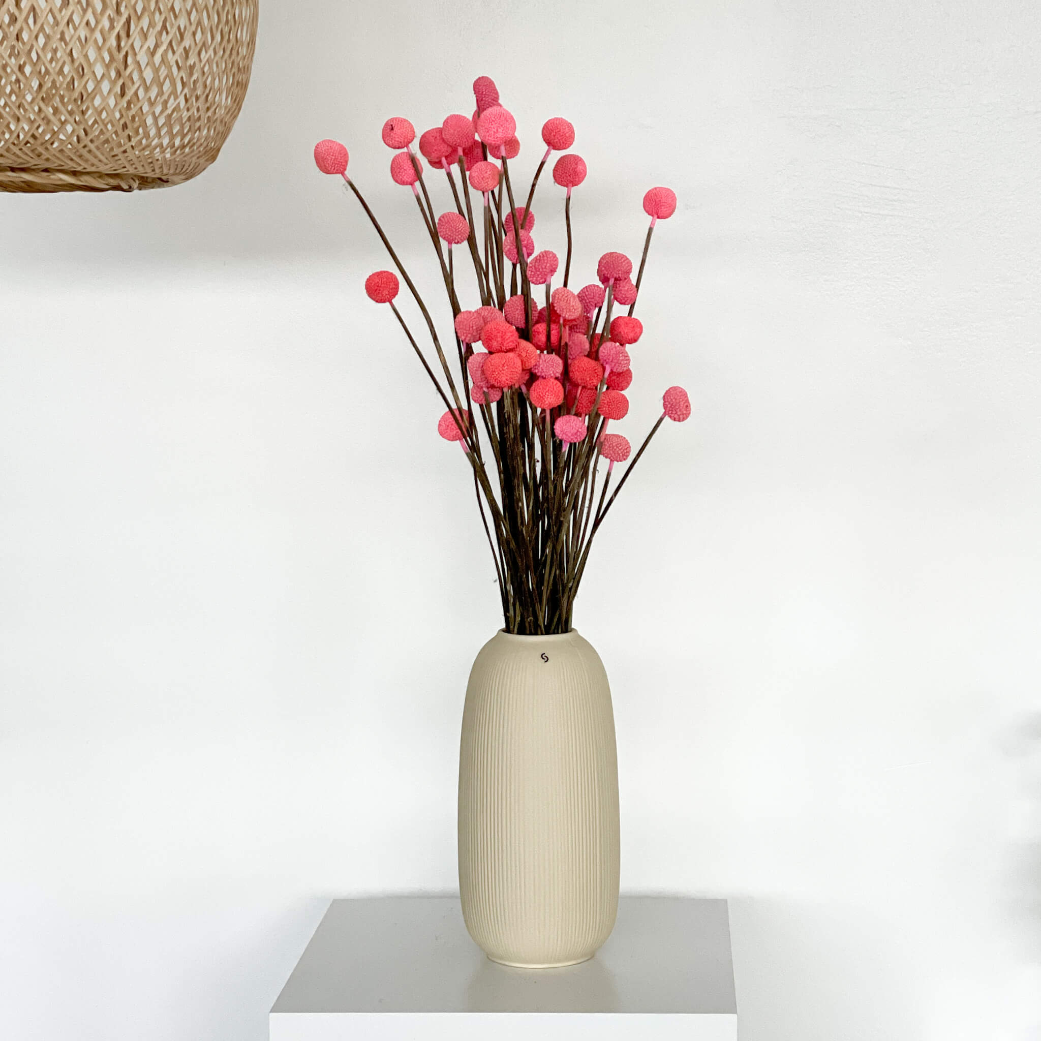 Craspedia I Trommelstöckchen