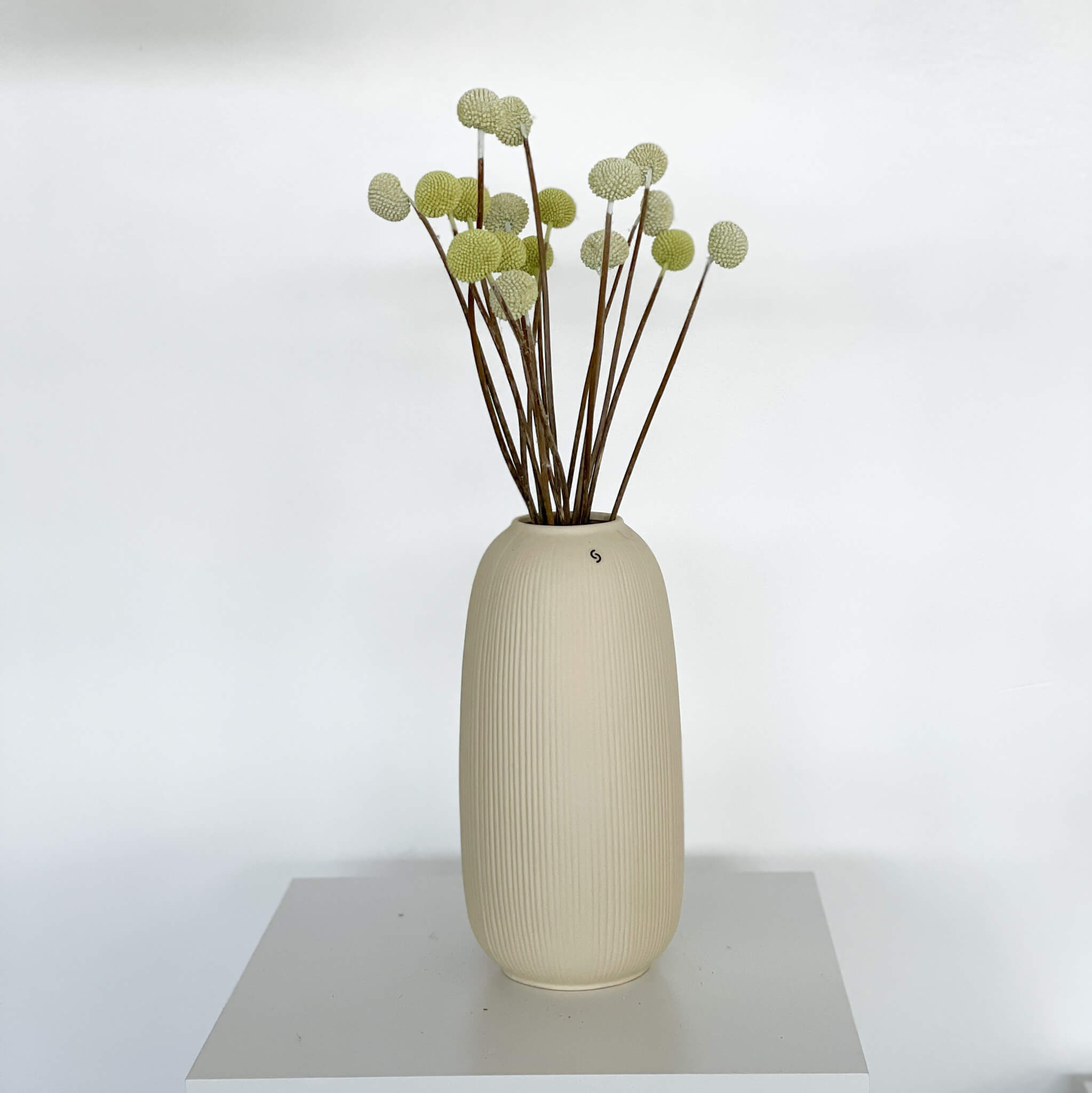 Craspedia I Trommelstöckchen