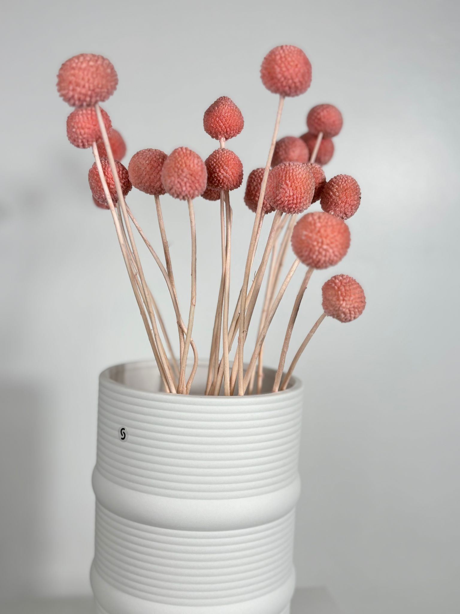 Craspedia I Trommelstöckchen