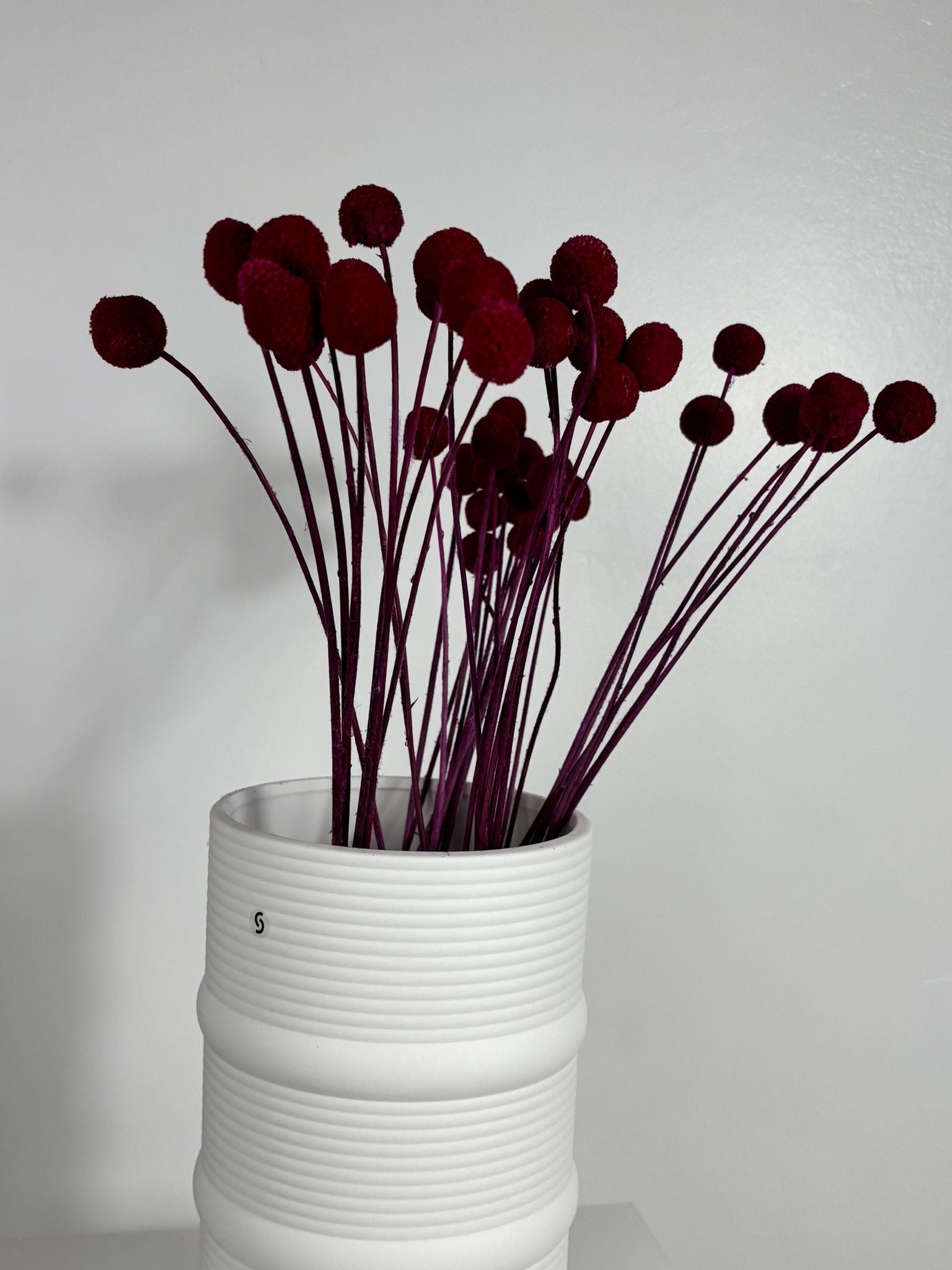 Craspedia I Trommelstöckchen