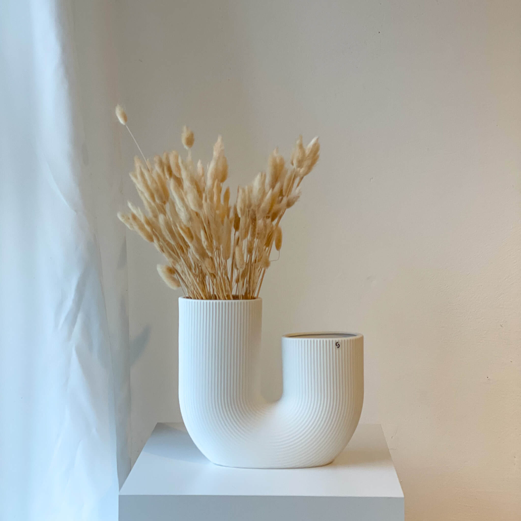 Lagurus | Samtgras | Hasenschwanz 60cm