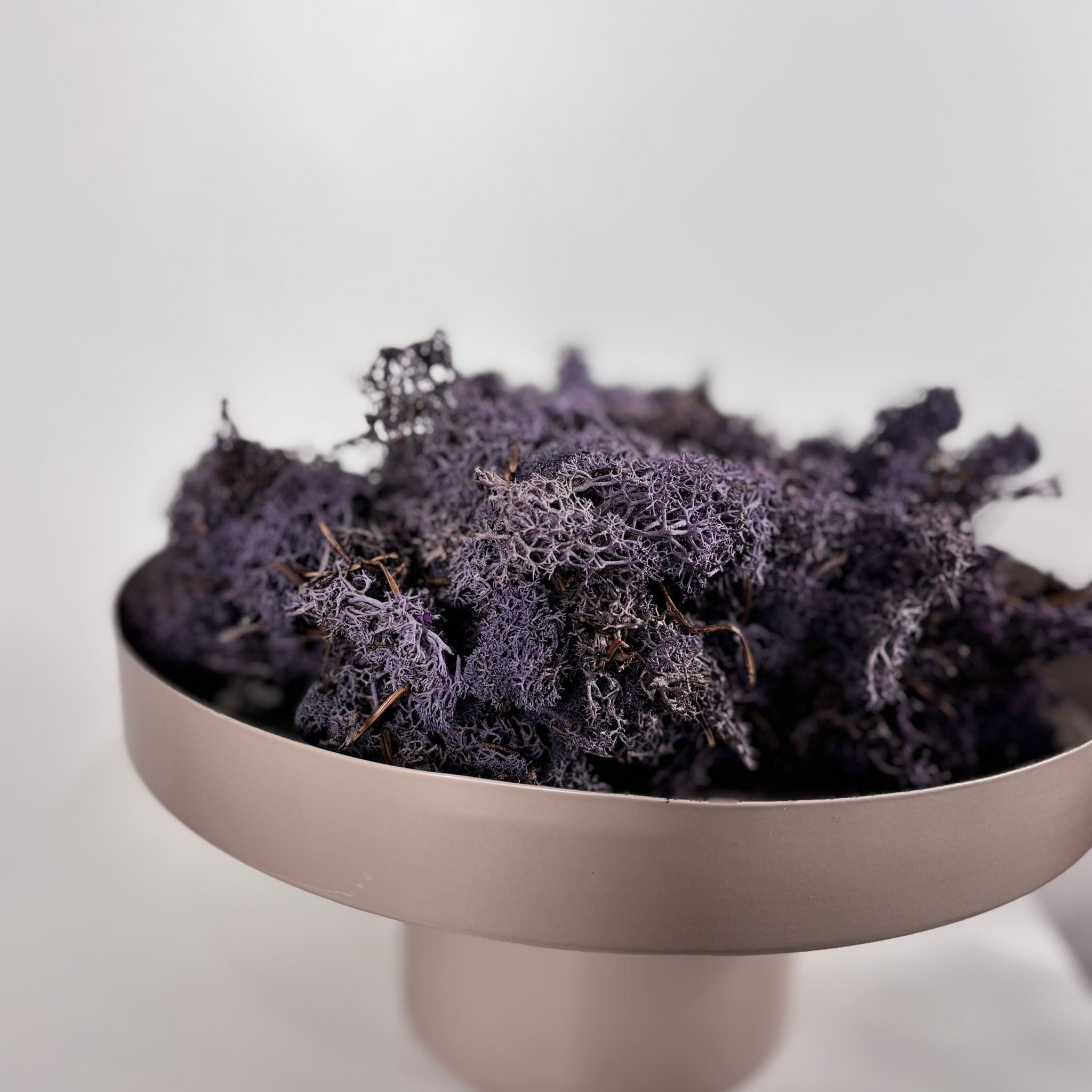 Reindeer Moss I Island Moos I Deko Moos