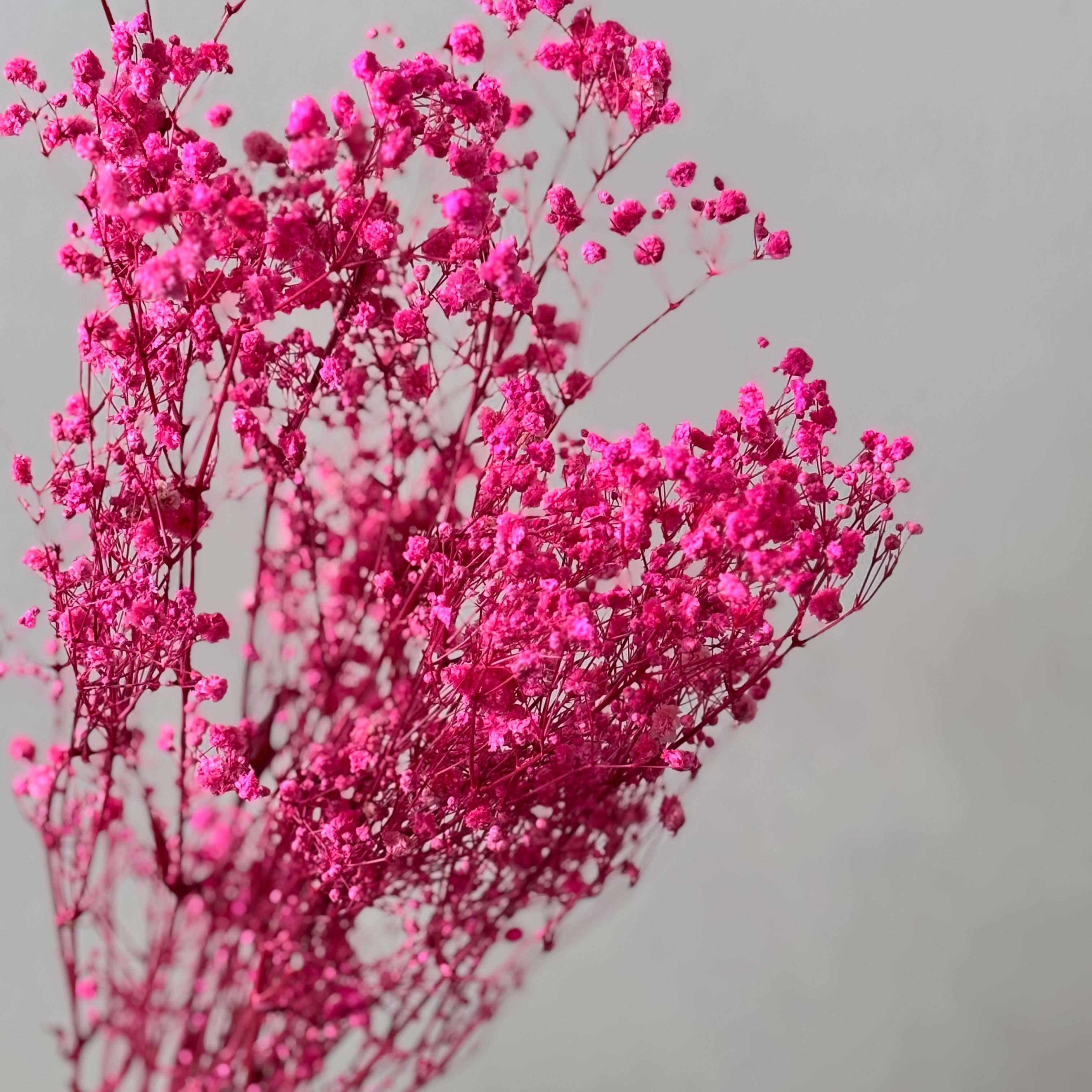 Gypsophilia | Schleierkraut: Ewige Schönheit für Deine Trockenblumensträuße und -kränze