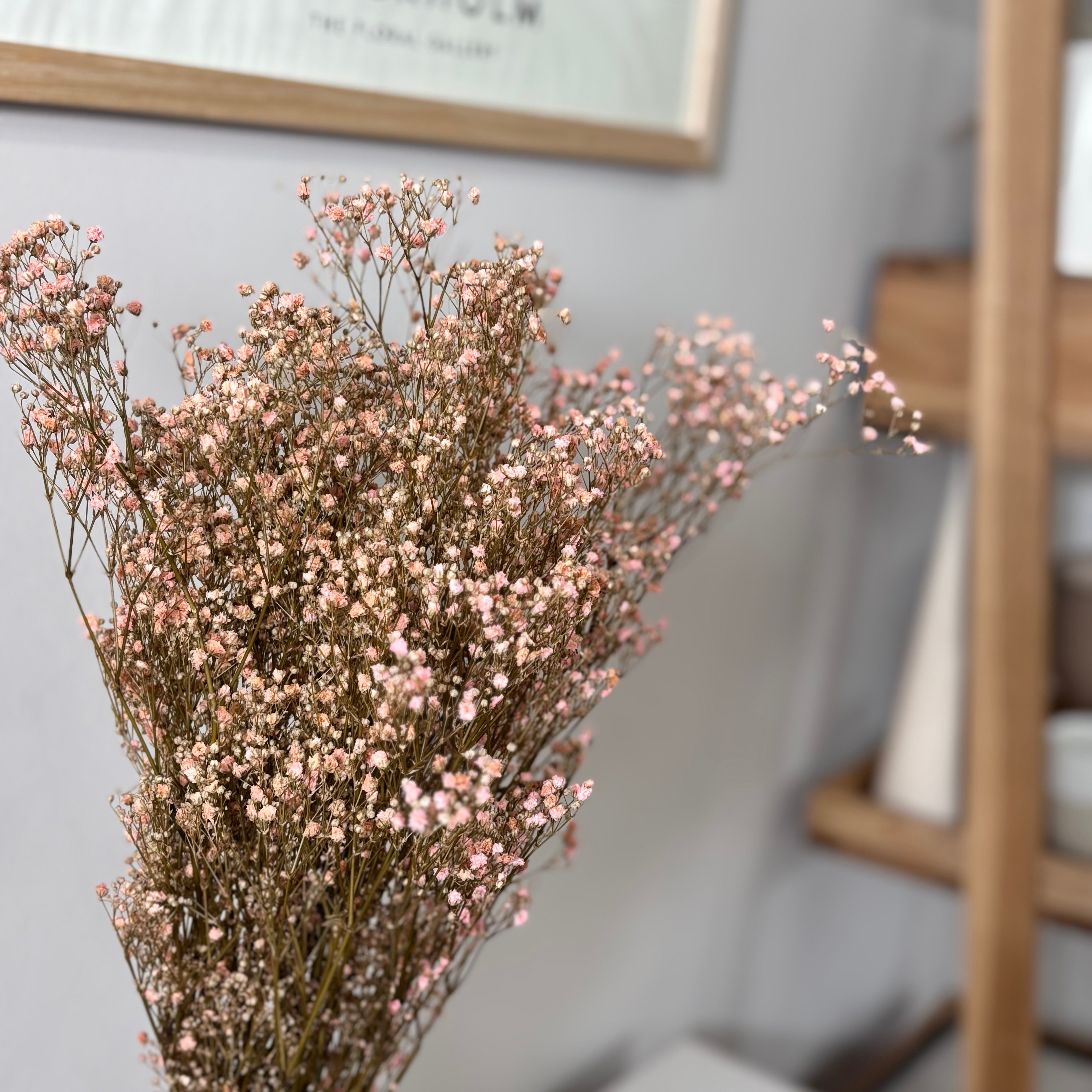 Gypsophilia | Schleierkraut: Ewige Schönheit für Deine Trockenblumensträuße und -kränze