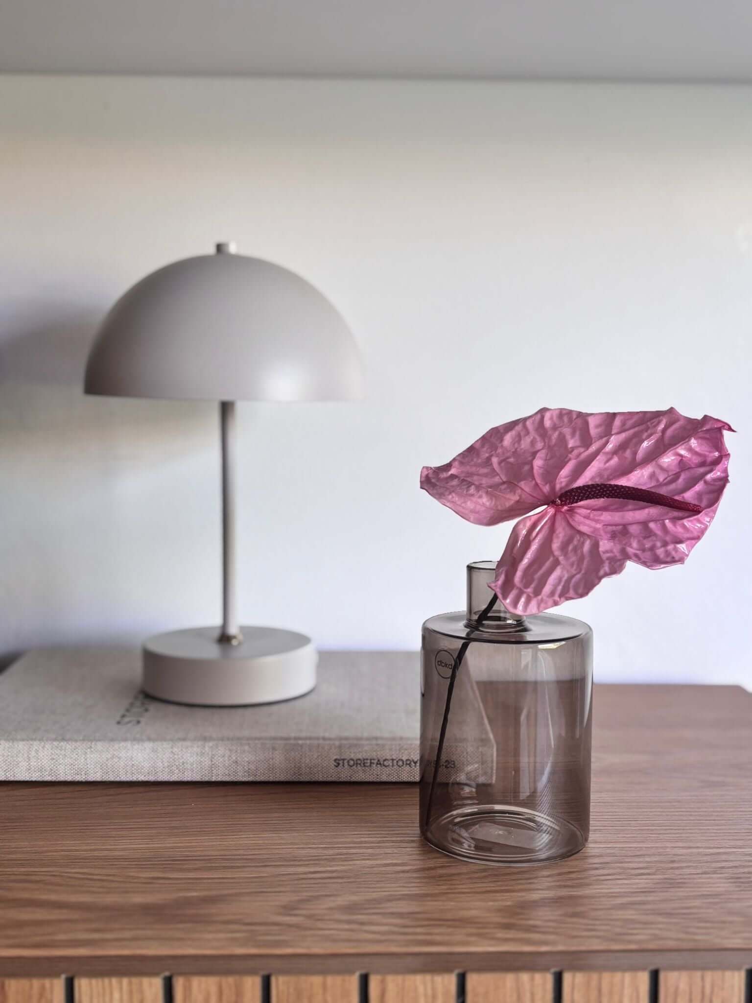 Anturie konserviert einzeln