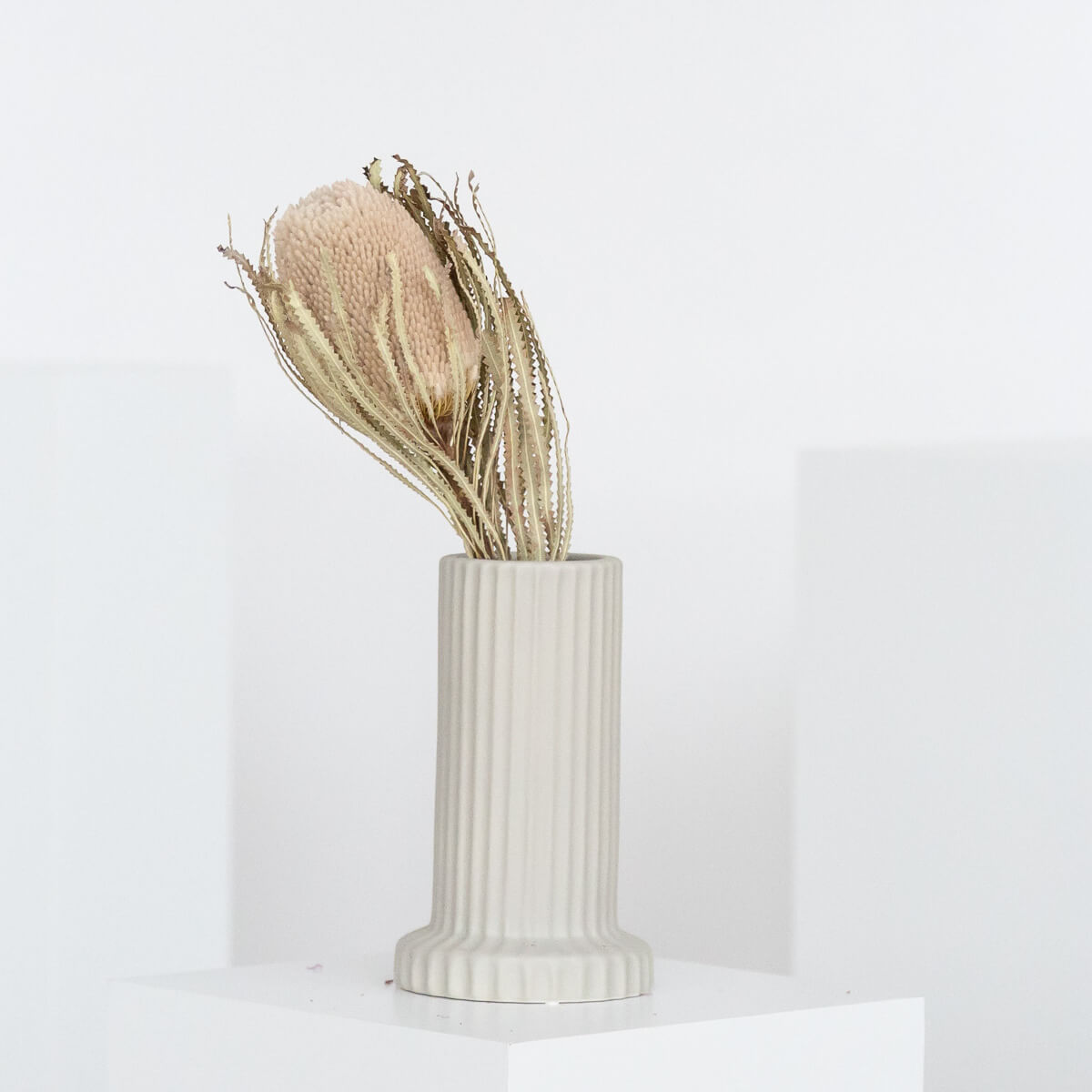 Trockenblume Banksia