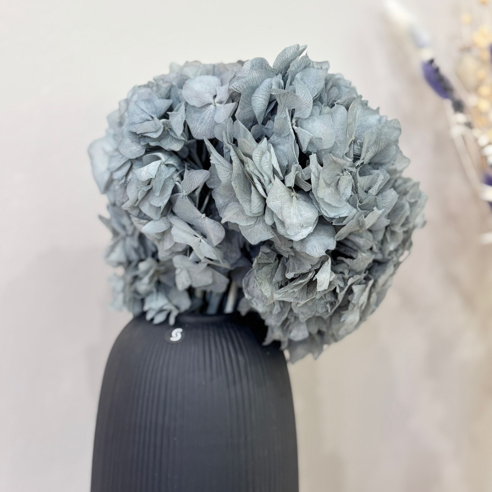 Hortensie: Zeitlose Schönheit, konservierte Hortensien als perfekte Dekoration