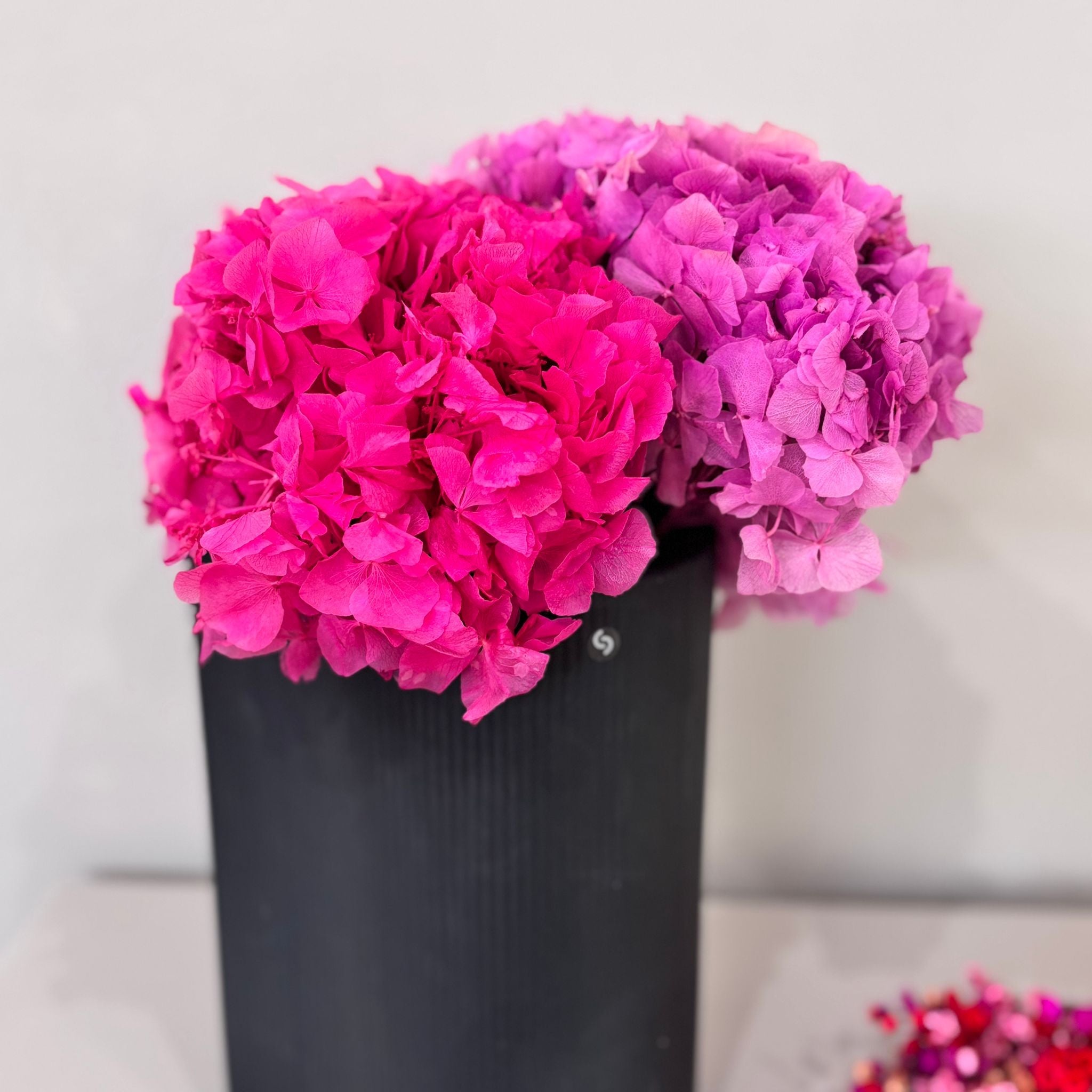 Hortensie: Zeitlose Schönheit, konservierte Hortensien als perfekte Dekoration