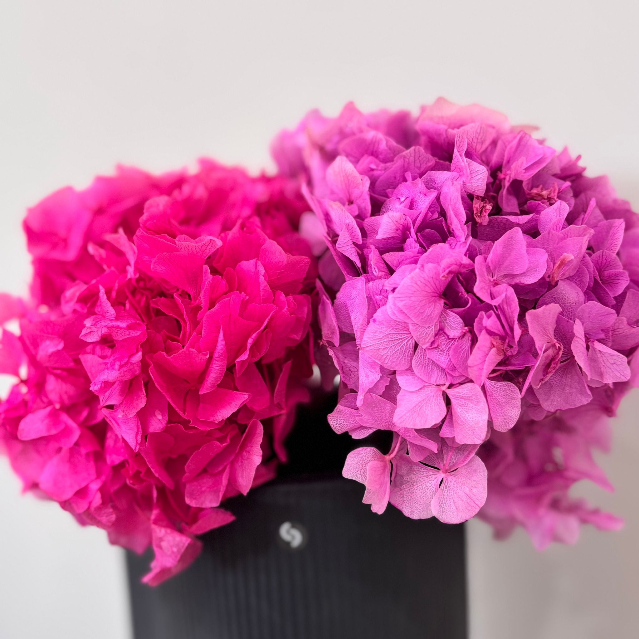 Hortensie: Zeitlose Schönheit, konservierte Hortensien als perfekte Dekoration