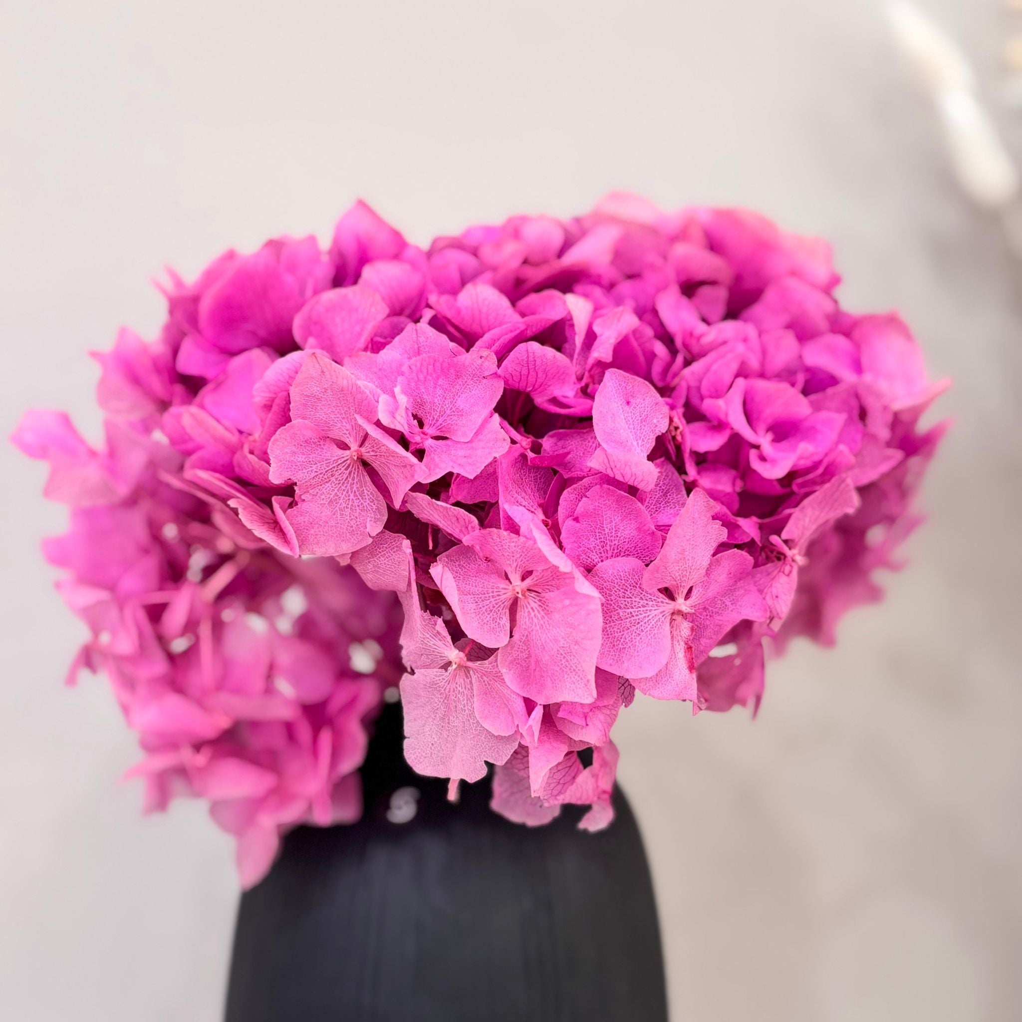 Hortensie: Zeitlose Schönheit, konservierte Hortensien als perfekte Dekoration