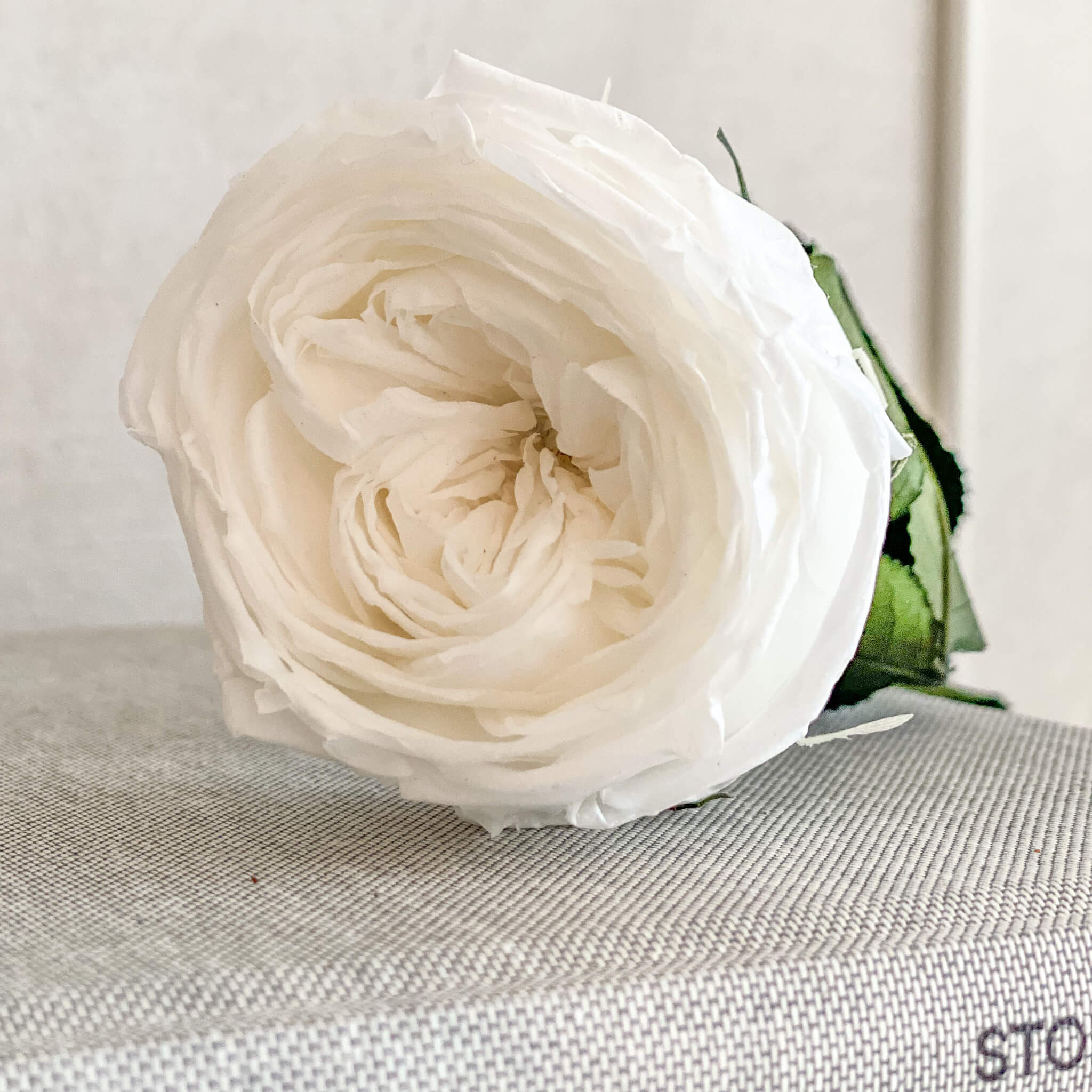 Konservierte/gefriergetrocknete, englische Rosen: Zeitlose Eleganz für die Ewigkeit