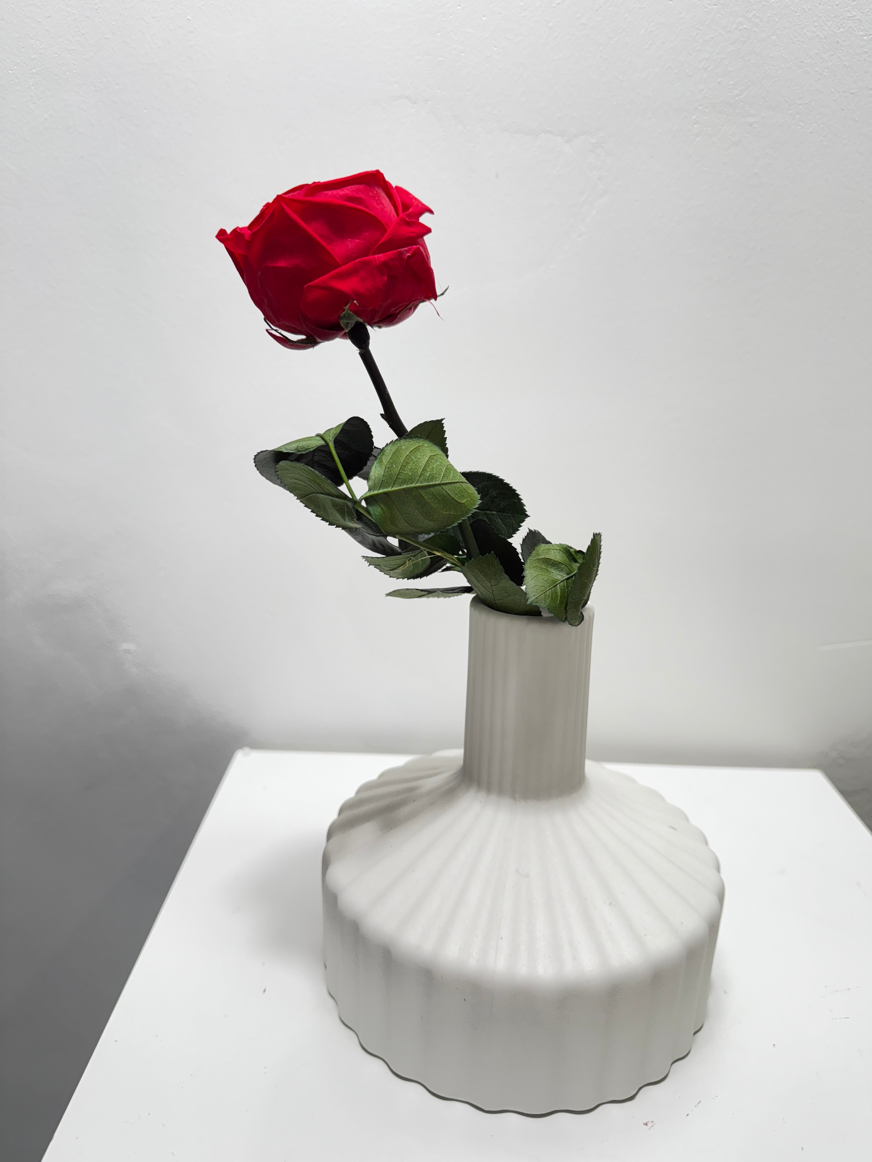 Konservierte/gefriergetrocknete, englische Rosen: Zeitlose Eleganz für die Ewigkeit