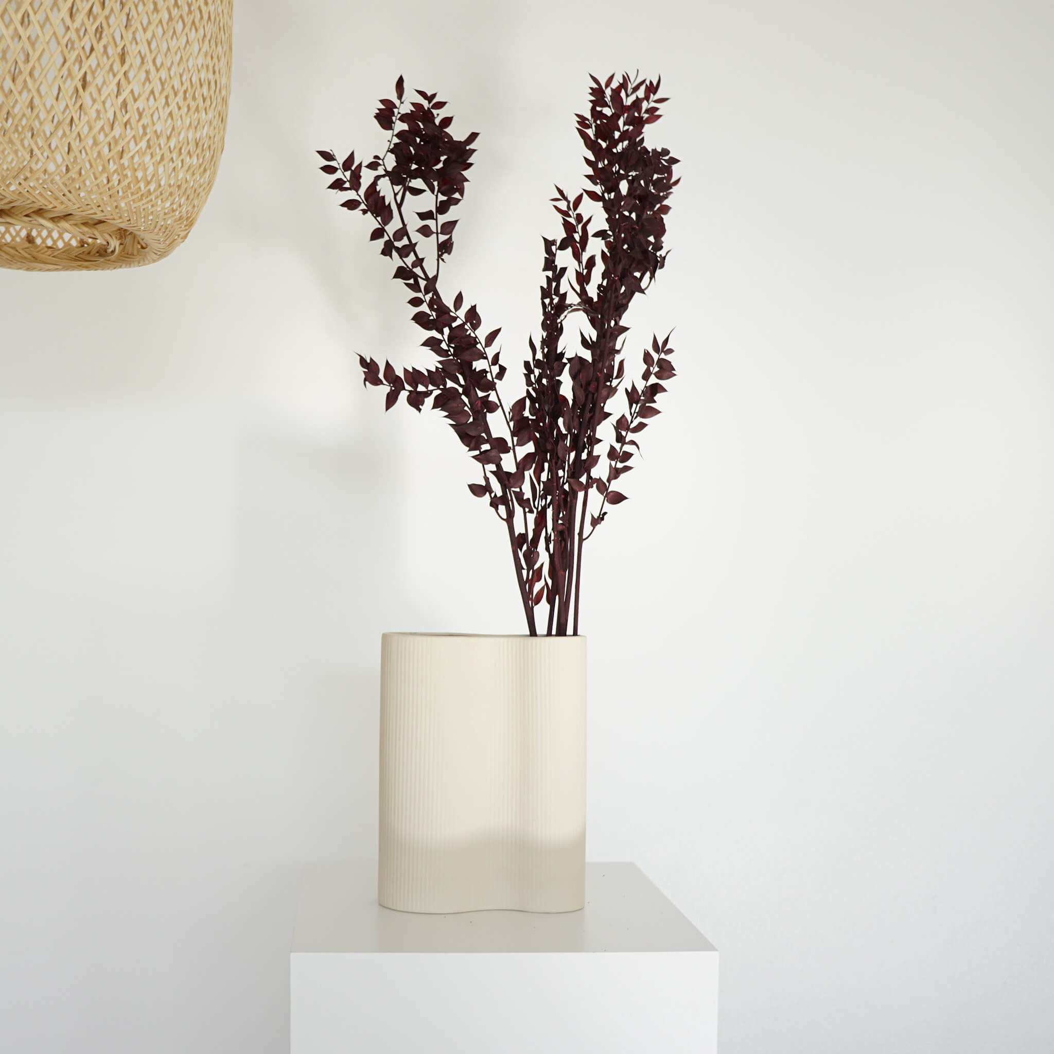 Ruskus / Mäusedorne konserviert