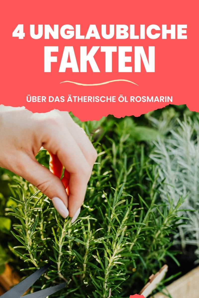 Ätherisches Öl Rosmarin Inhaltsstoffe und gesundheitliche Vorteile in Textform