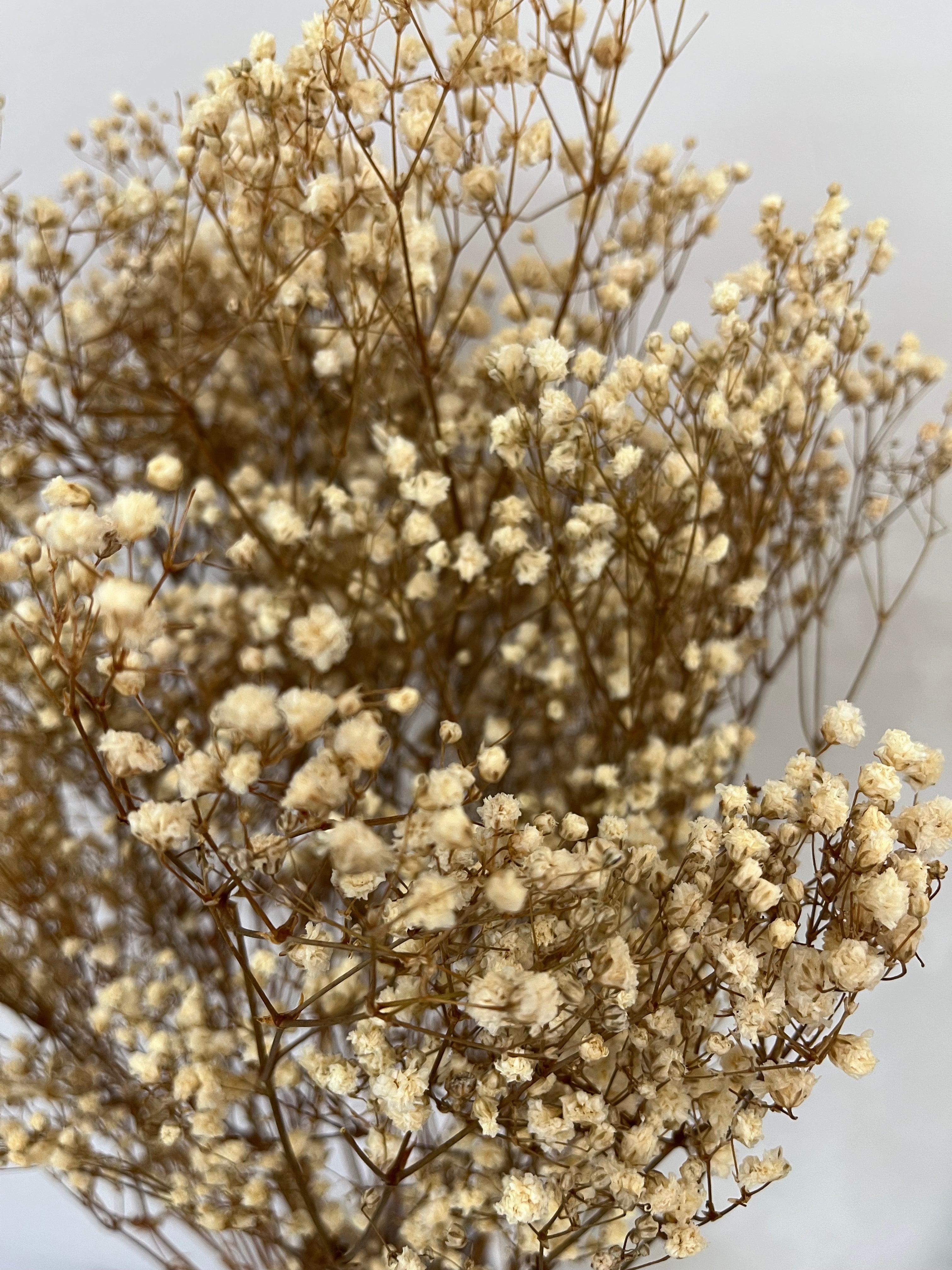 Gypsophilia | Schleierkraut: Ewige Schönheit für Deine Trockenblumensträuße und -kränze