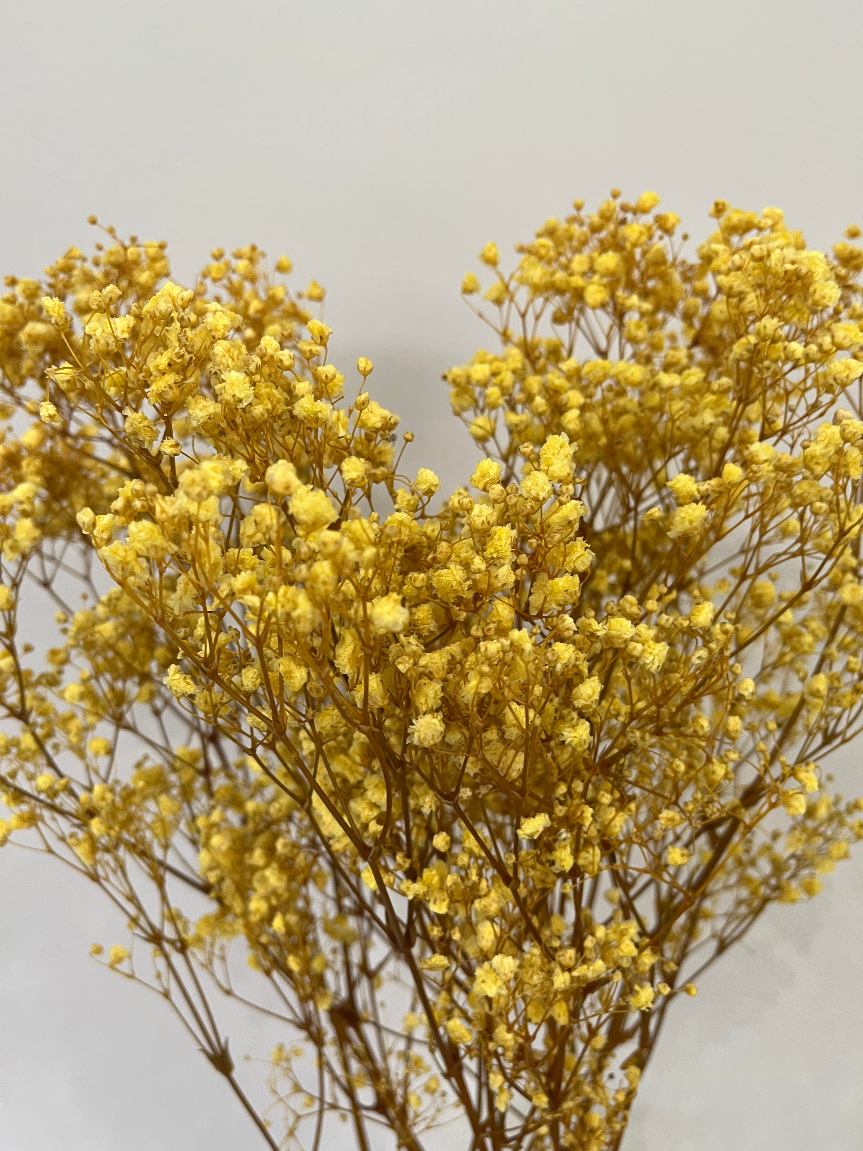 Gypsophilia | Schleierkraut: Ewige Schönheit für Deine Trockenblumensträuße und -kränze