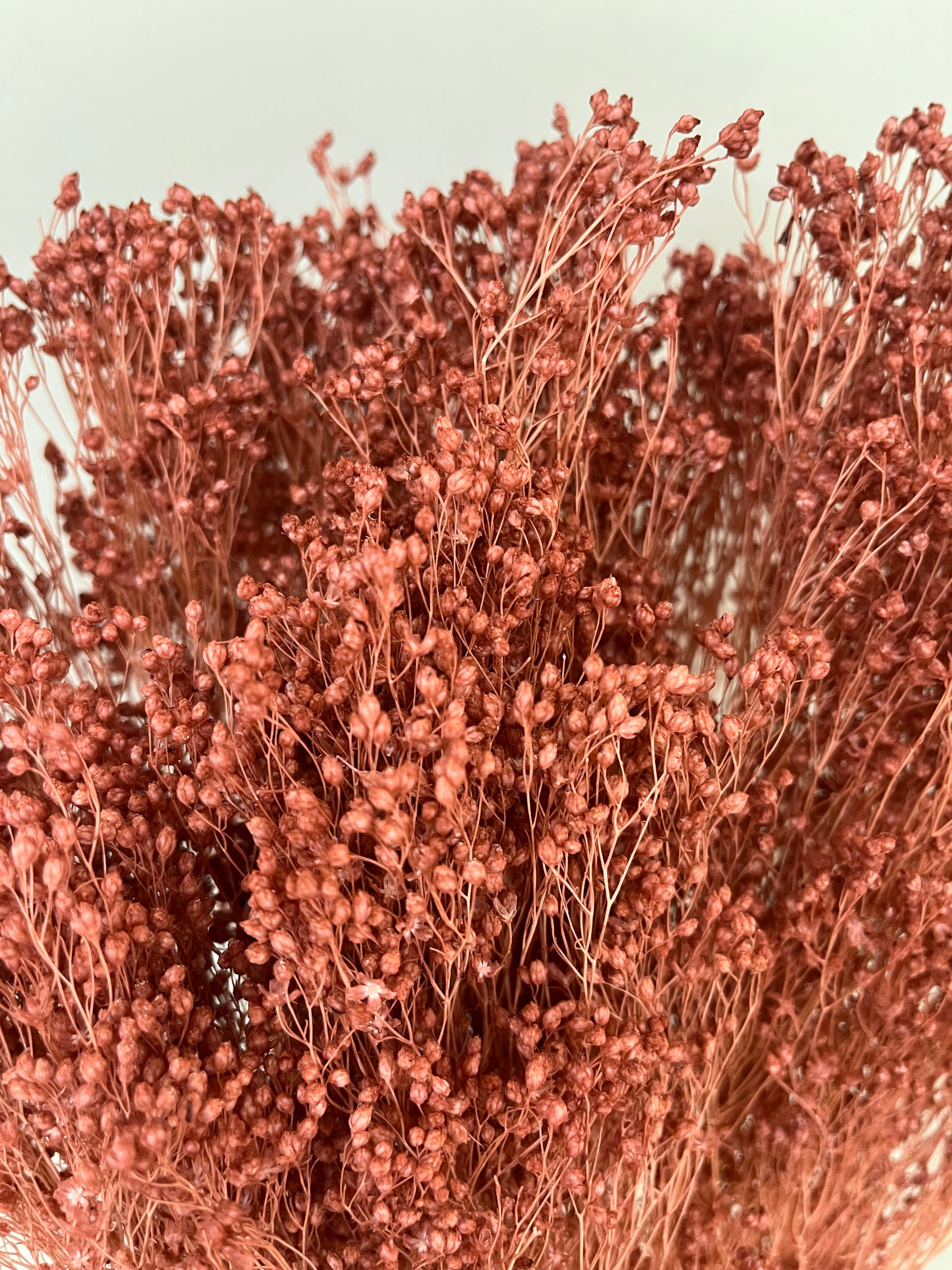 Broom Bloom - ein Bund