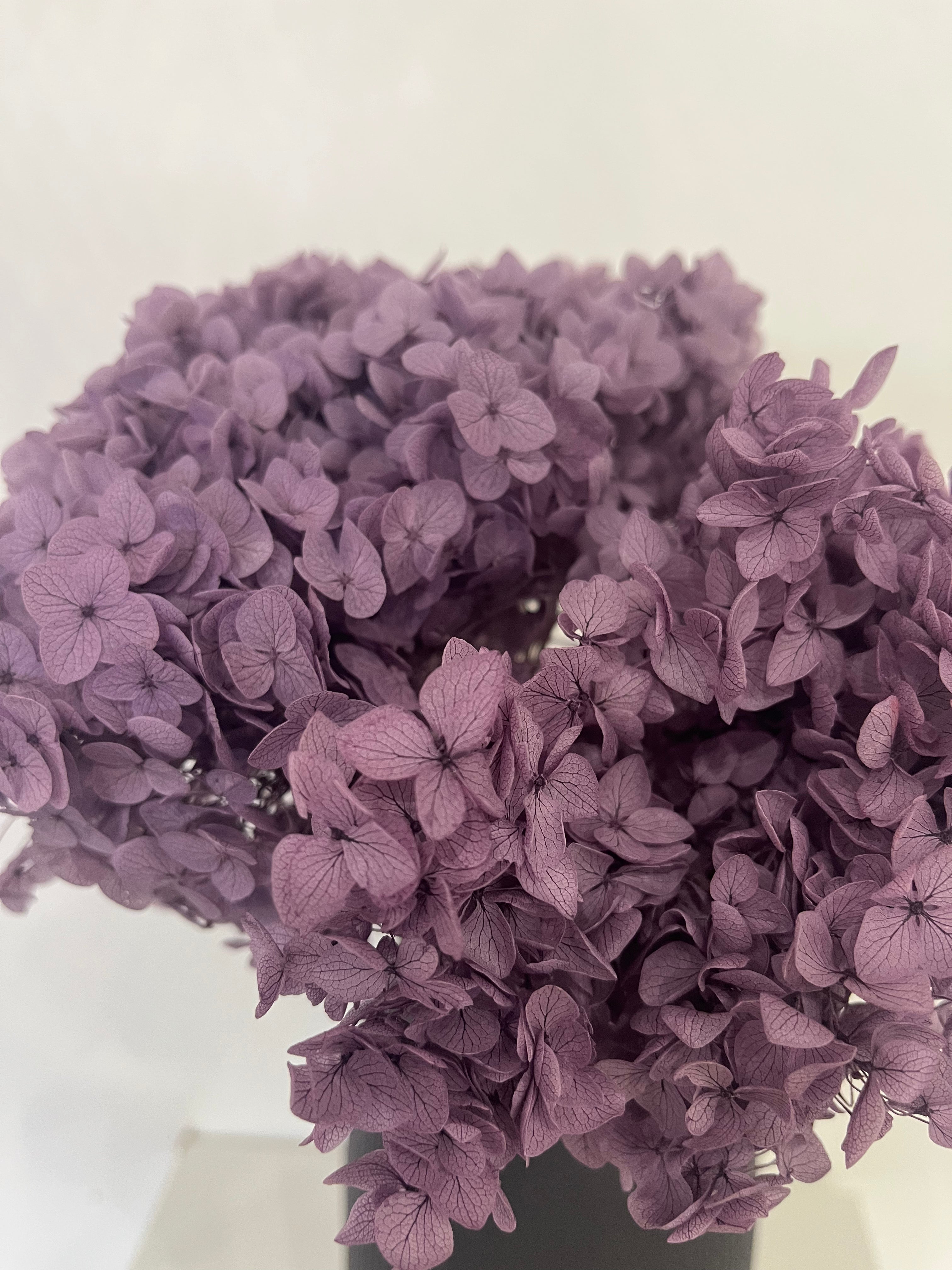 Rispenhortensie: Zeitlose Schönheit, konservierte Hortensien als perfekte Dekoration