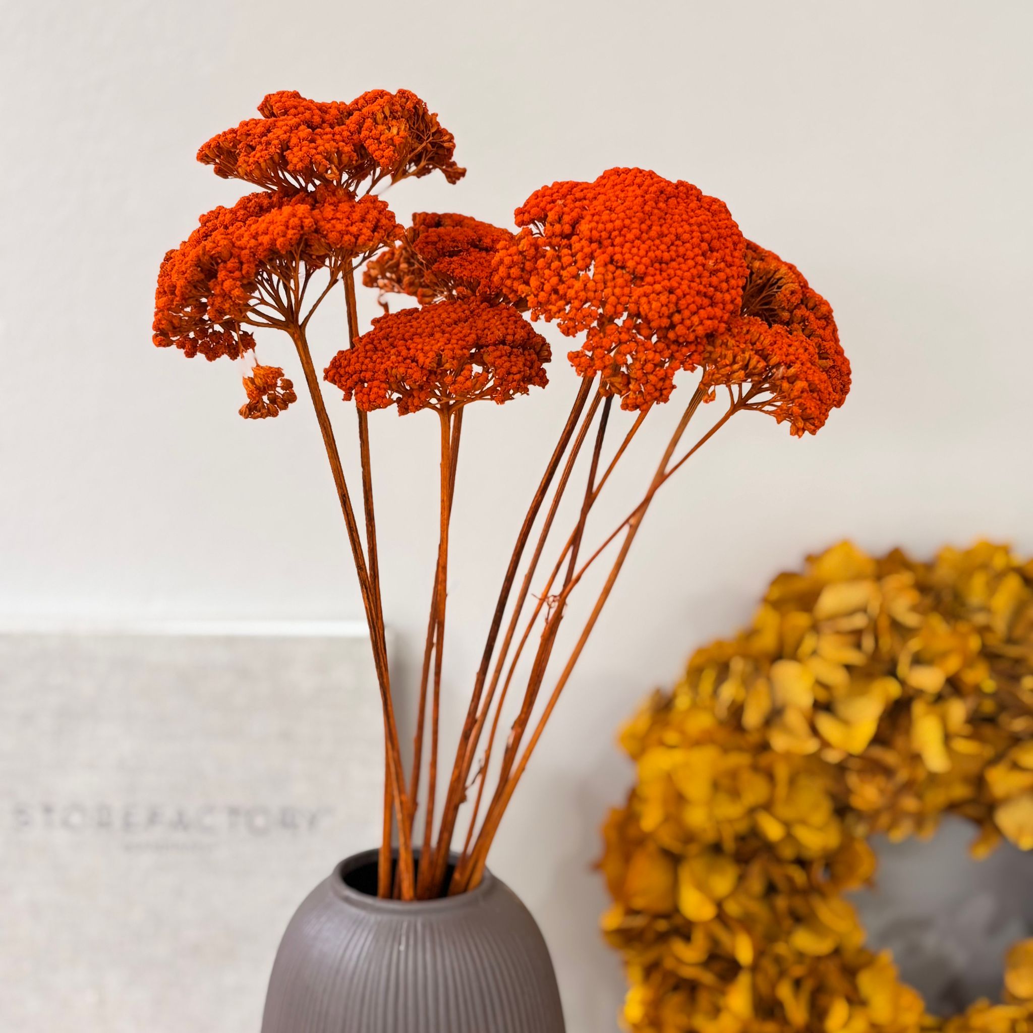 Schafgarbe getrocknet | Achillea