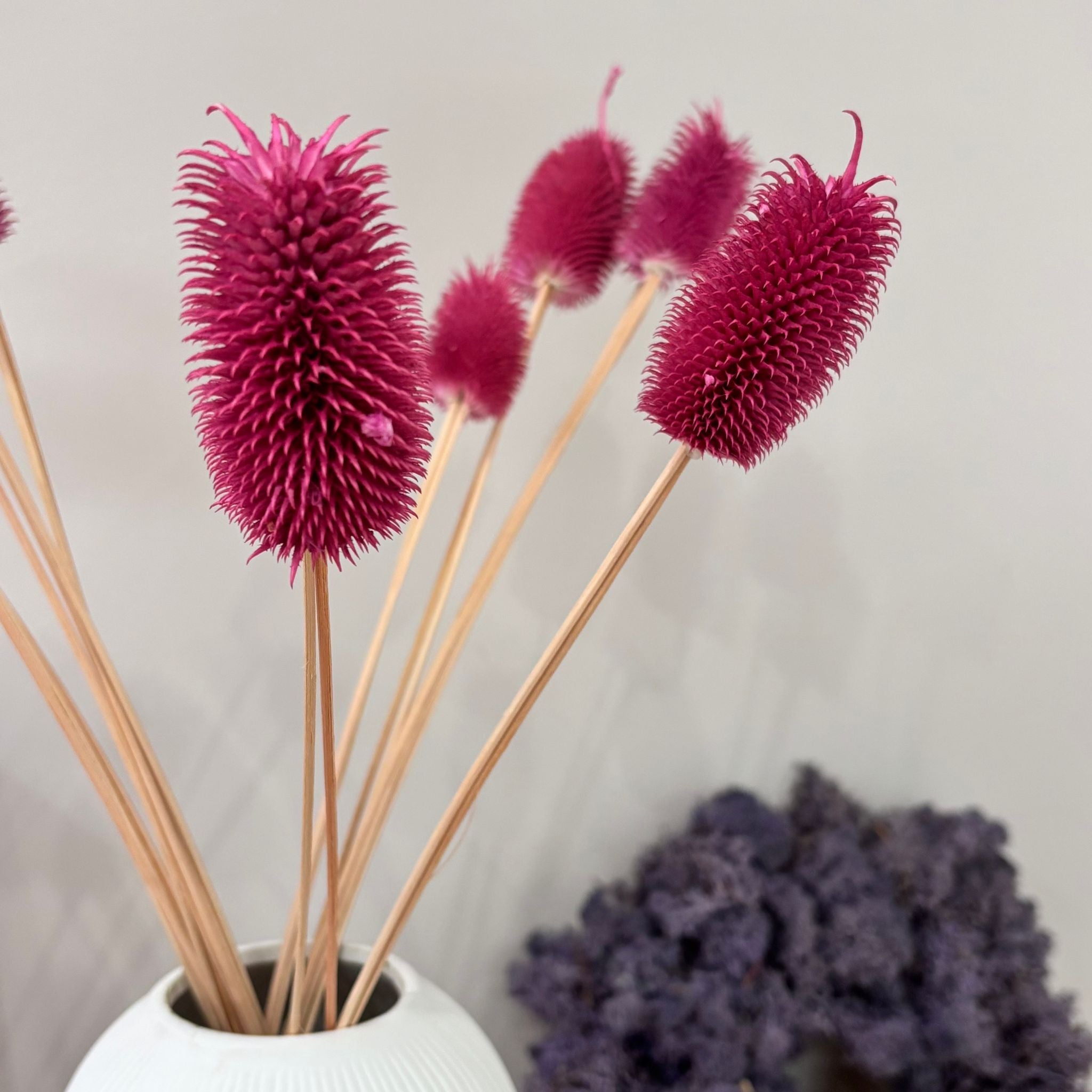 Getrocknete Distel - Cardi