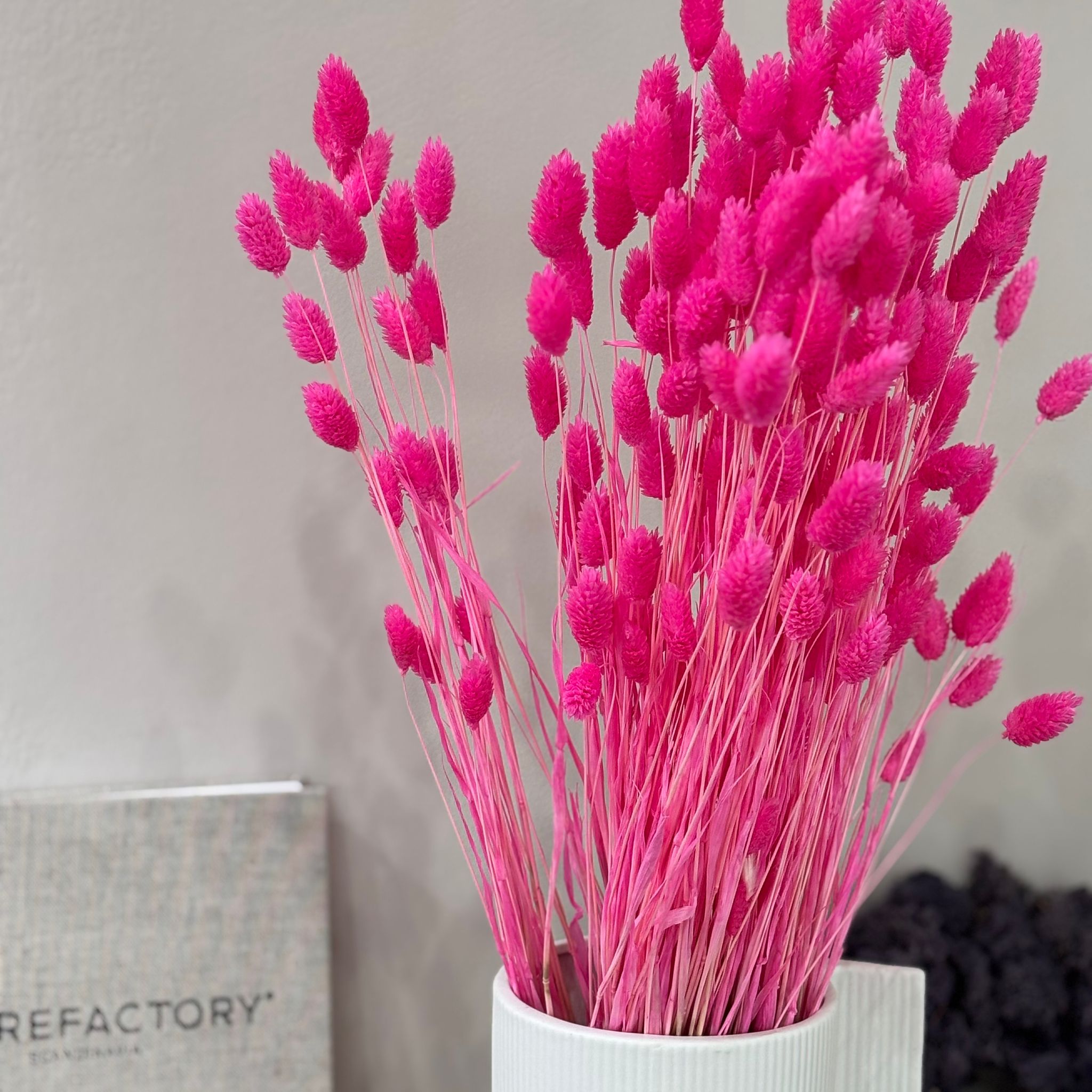 Phalaris I Kanariengras: Vielseitiger Allrounder für Deine Trockenblumen-Dekoration