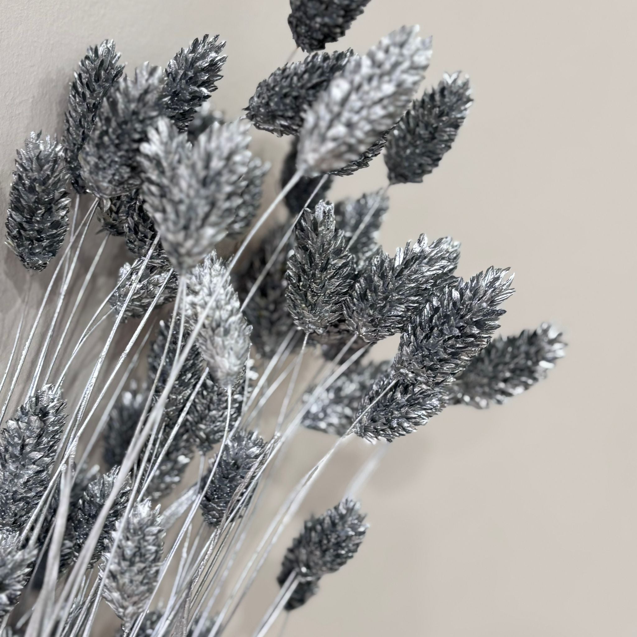 Phalaris I Kanariengras: Vielseitiger Allrounder für Deine Trockenblumen-Dekoration