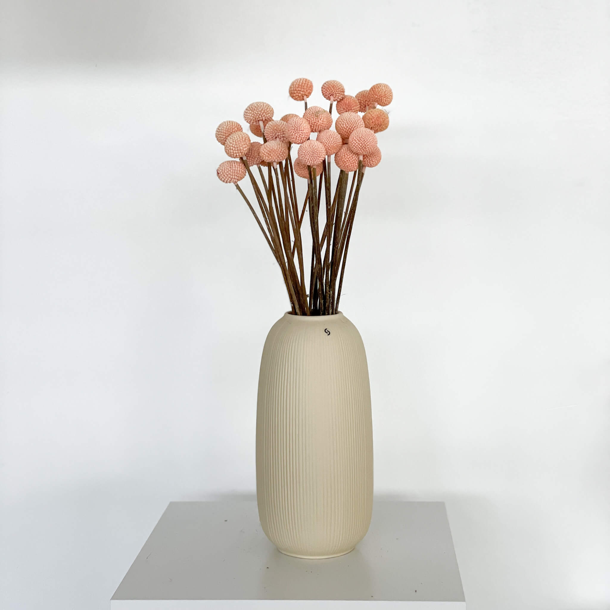 Craspedia I Trommelstöckchen