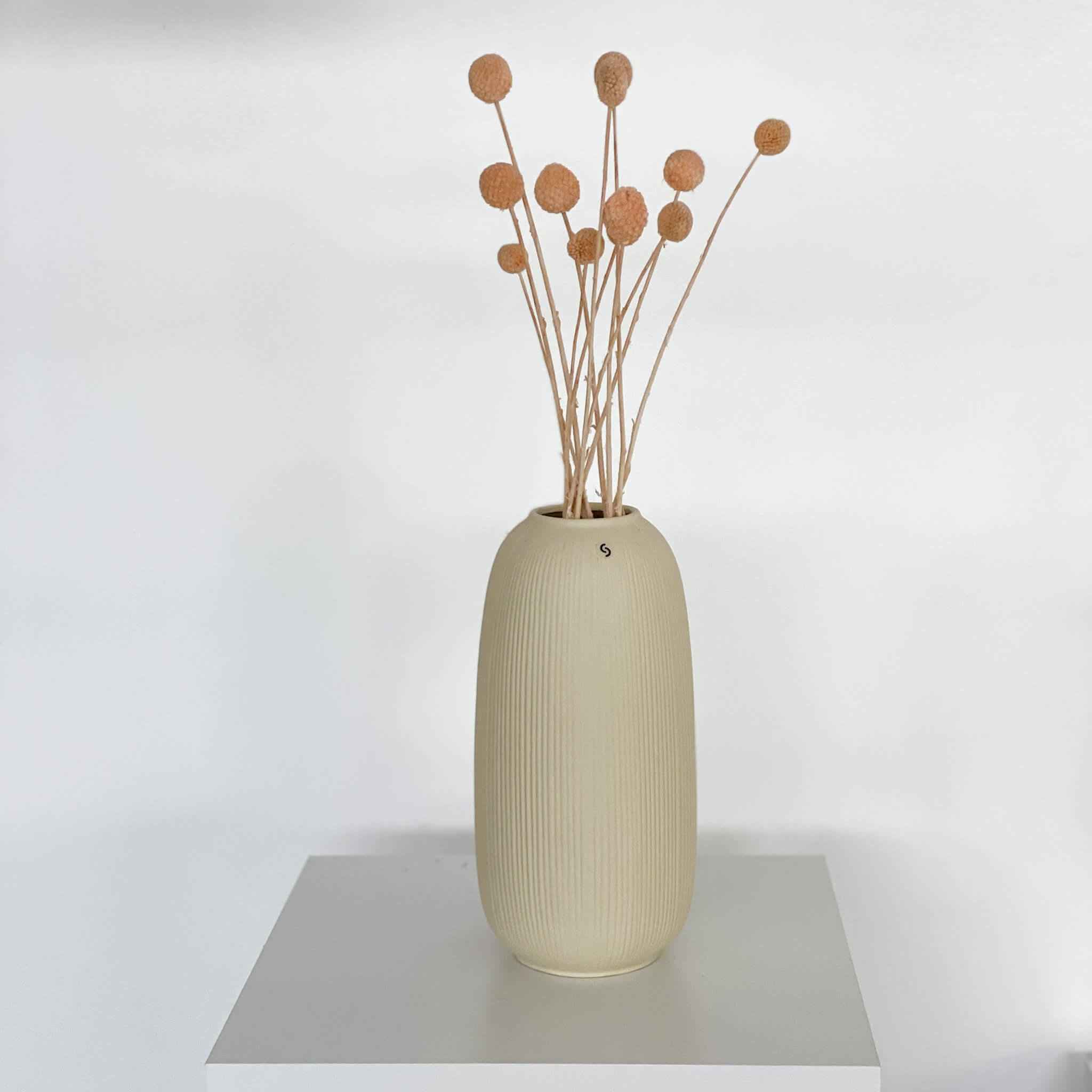 Craspedia I Trommelstöckchen