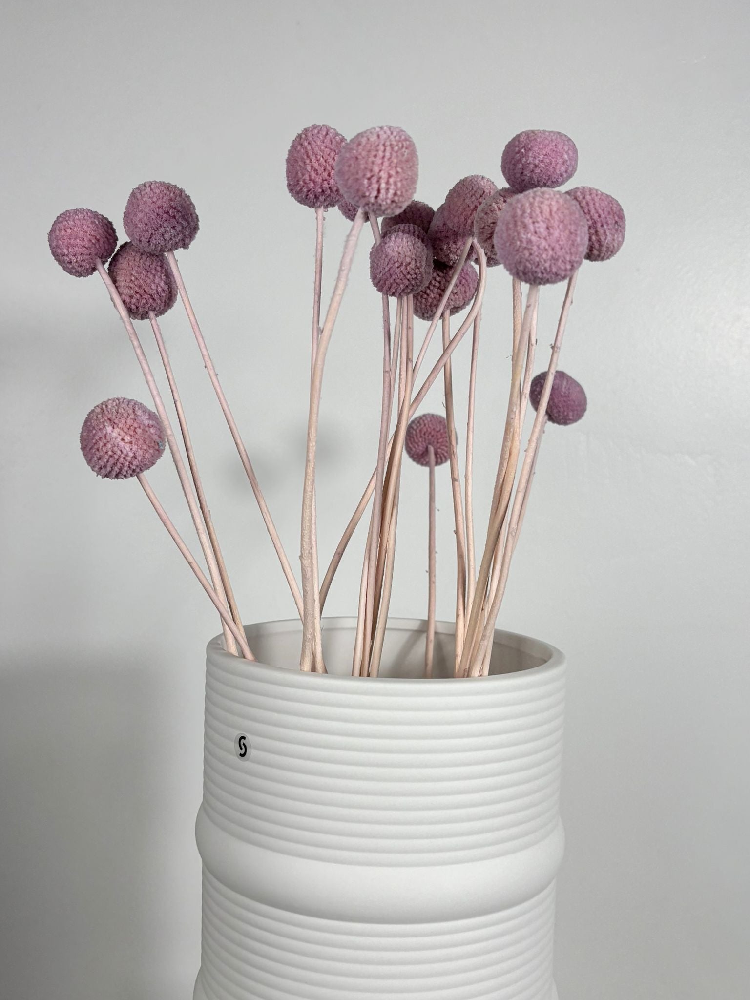 Craspedia I Trommelstöckchen