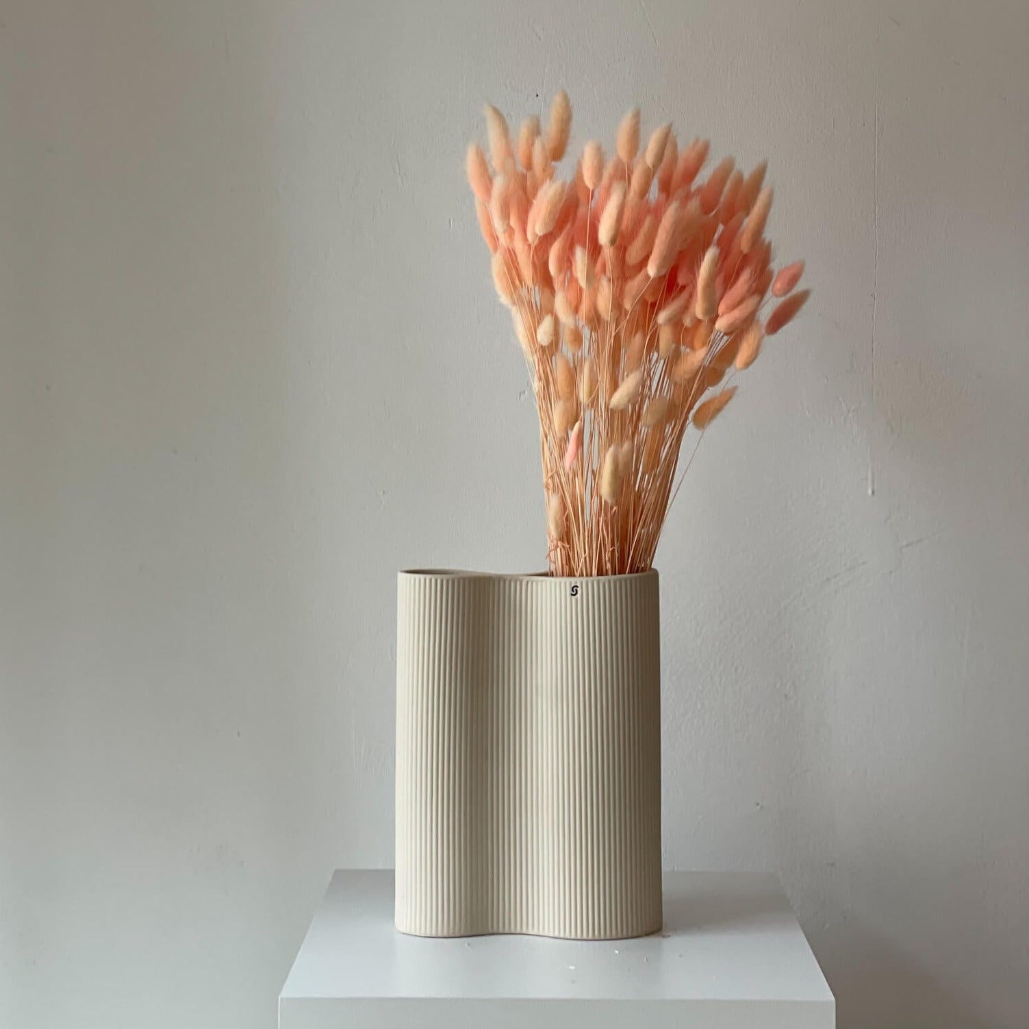 Lagurus | Samtgras | Hasenschwanz 60cm