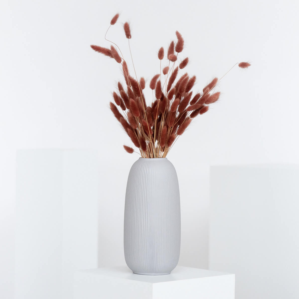 Lagurus | Samtgras | Hasenschwanz 60cm