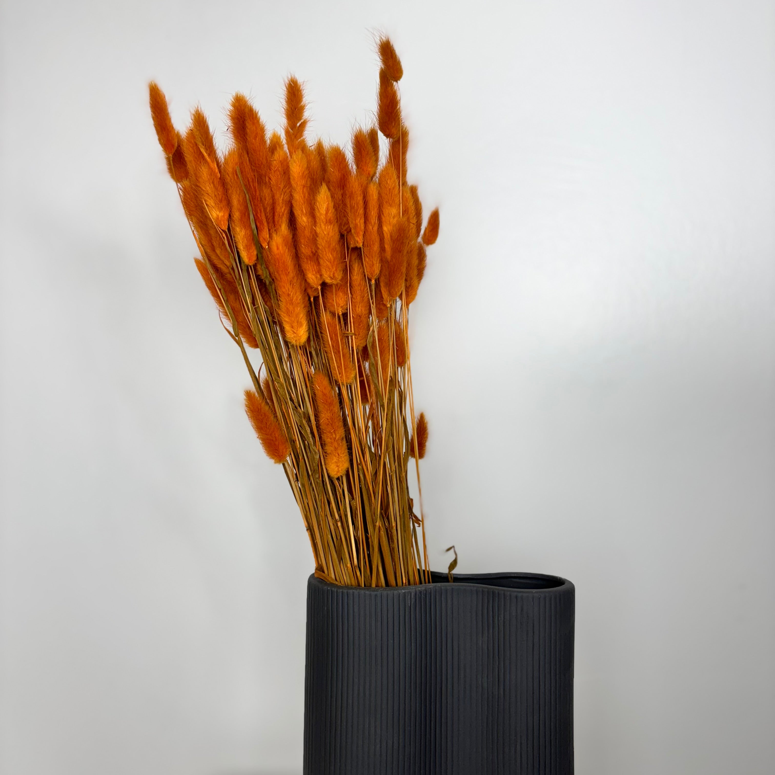 Lagurus | Samtgras | Hasenschwanz 60cm