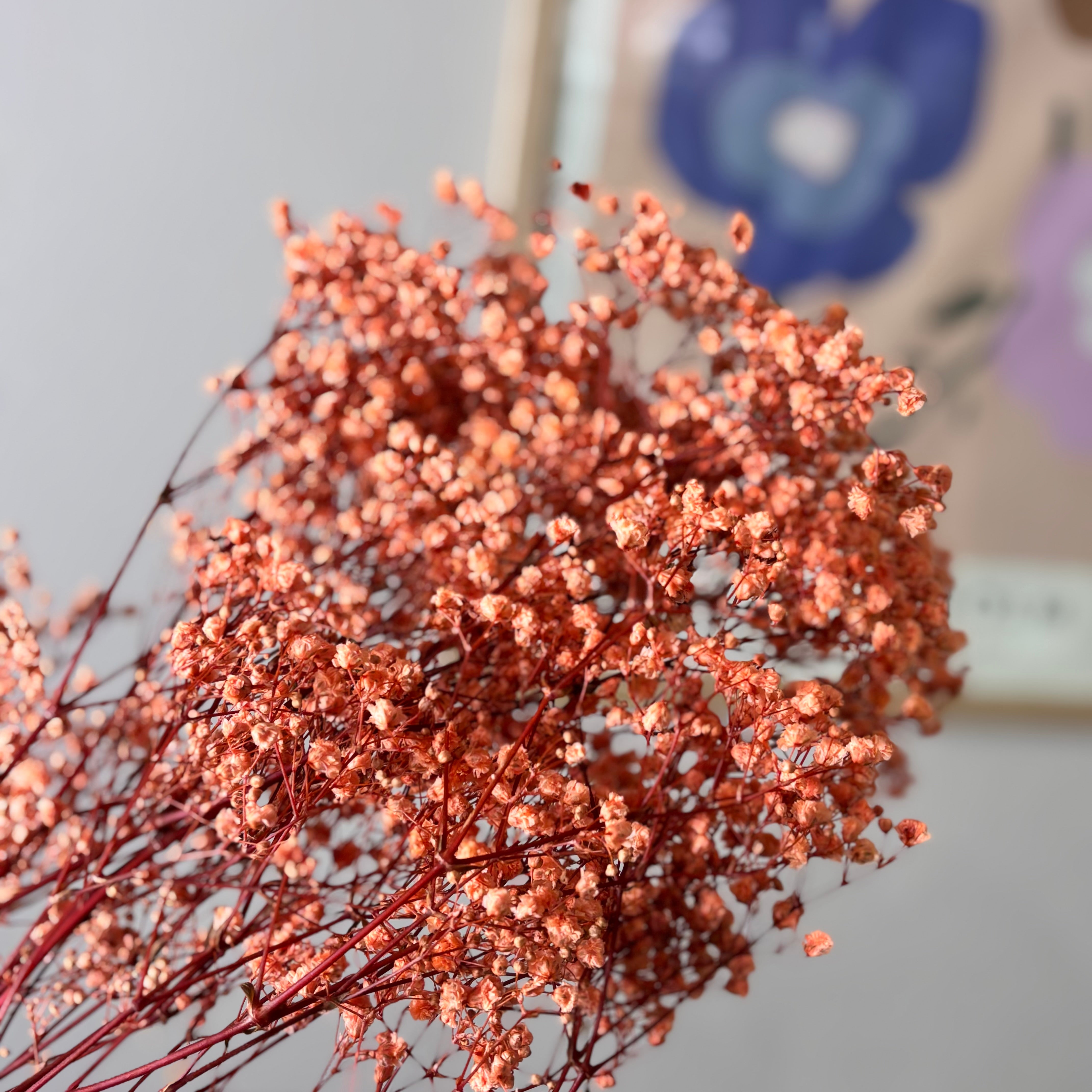 Gypsophilia | Schleierkraut: Ewige Schönheit für Deine Trockenblumensträuße und -kränze