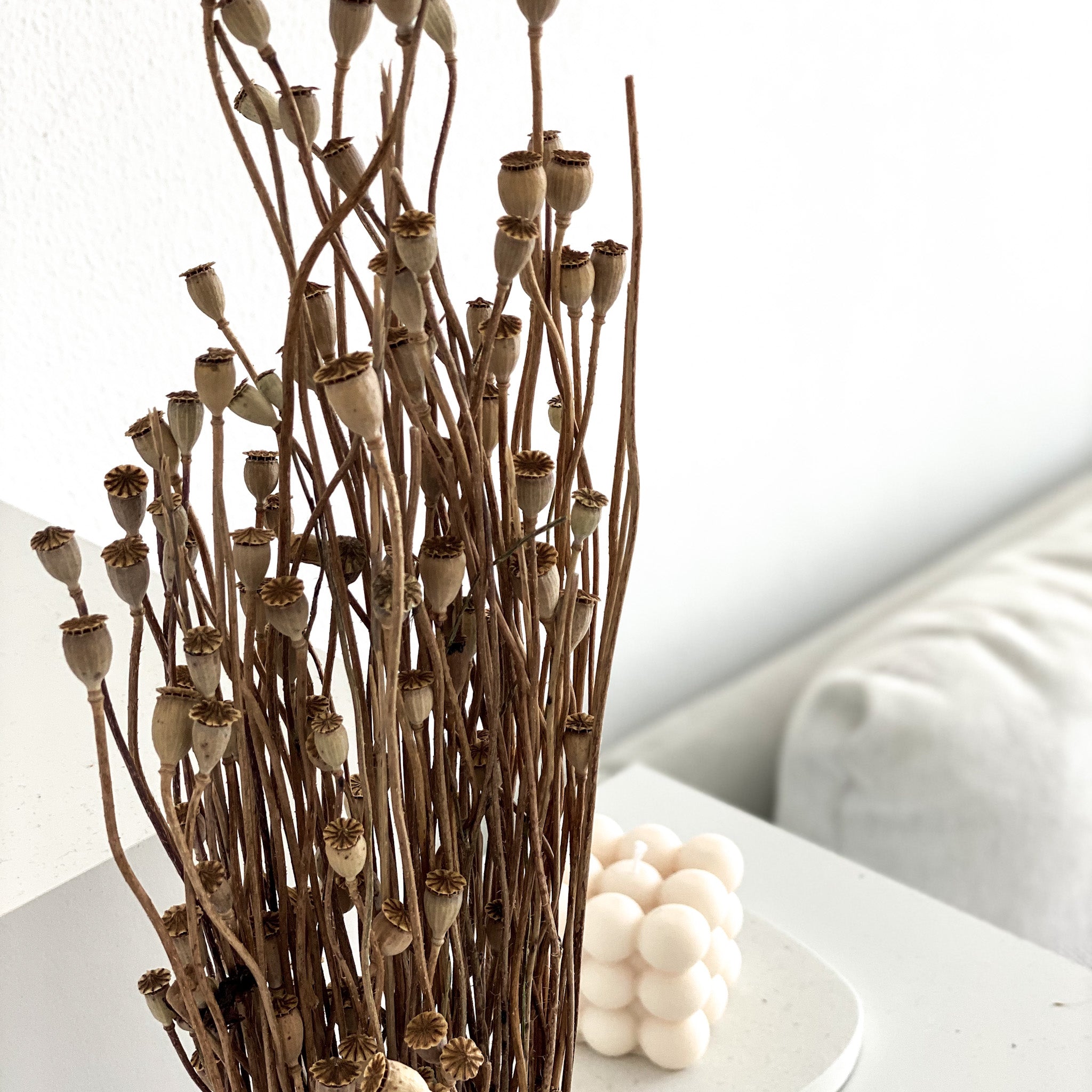 Mohnkapseln Mini - kleine Kapsel