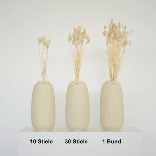 Phalaris I Kanariengras: Vielseitiger Allrounder für Deine Trockenblumen-Dekoration