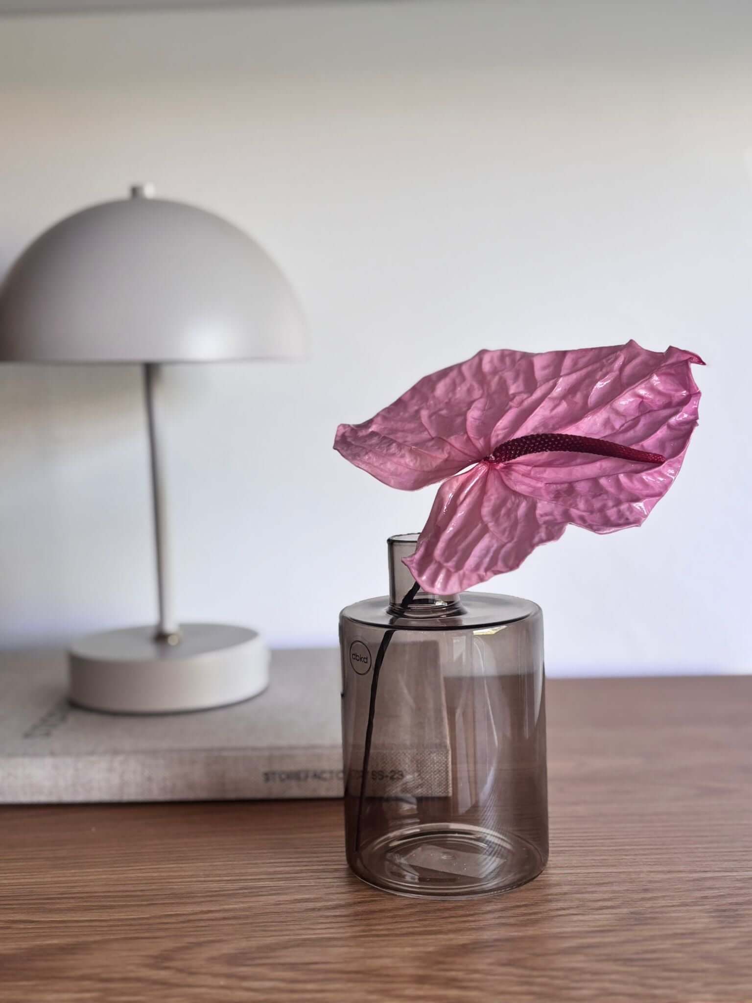 Anturie konserviert einzeln