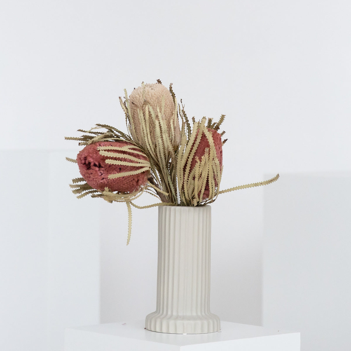 Trockenblume Banksia