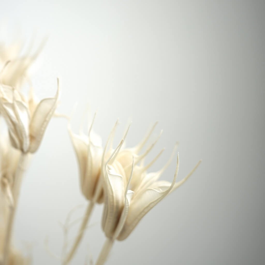 Nigella | Jungfer im Grünen | Schwarzkümmel