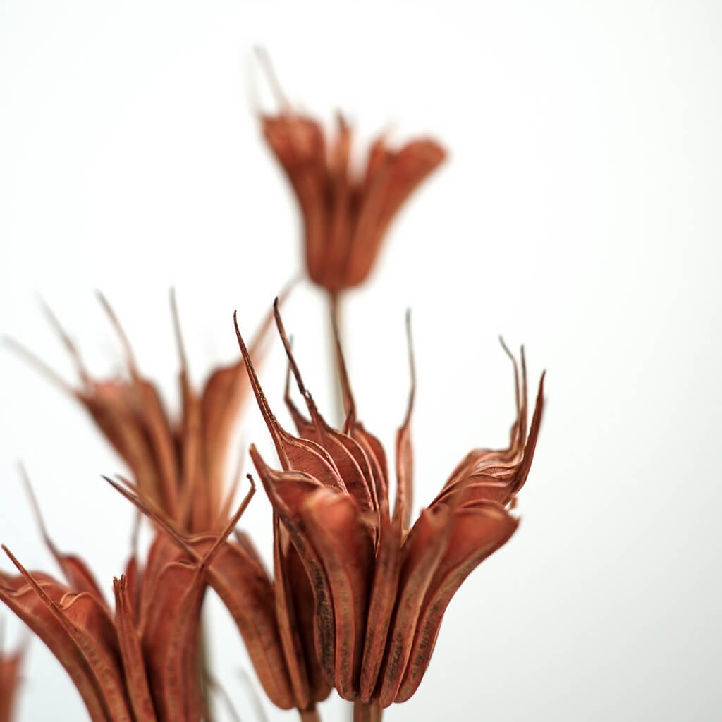 Nigella | Jungfer im Grünen | Schwarzkümmel