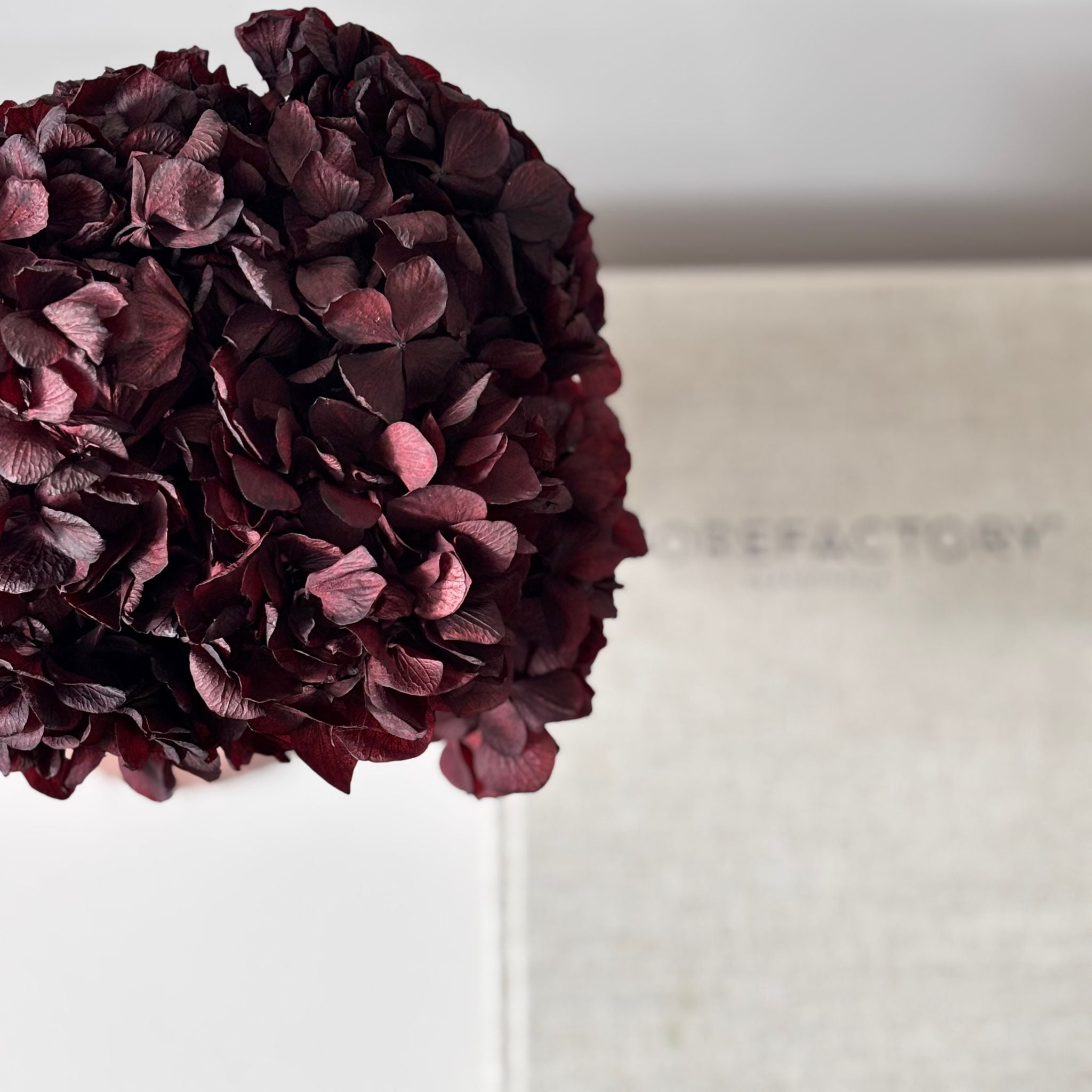 Hortensie: Zeitlose Schönheit, konservierte Hortensien als perfekte Dekoration